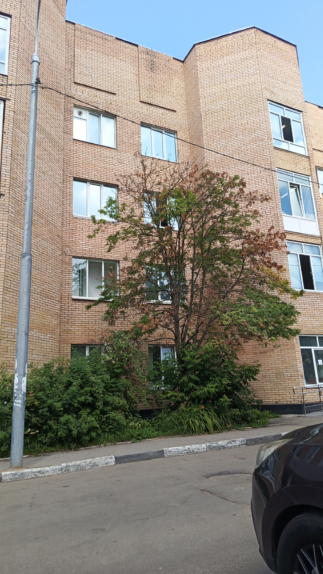 The image shows a brick building with several windows and a tree in front of it. A street and sidewalk are in the foreground, and a dark car is partially visible on the right side of the image. The sky is blue and clear. The building appears to be residential or institutional, and the tree is shedding leaves, suggesting it may be autumn. The scene is typical of an urban environment in Zvenigorod, Russia.