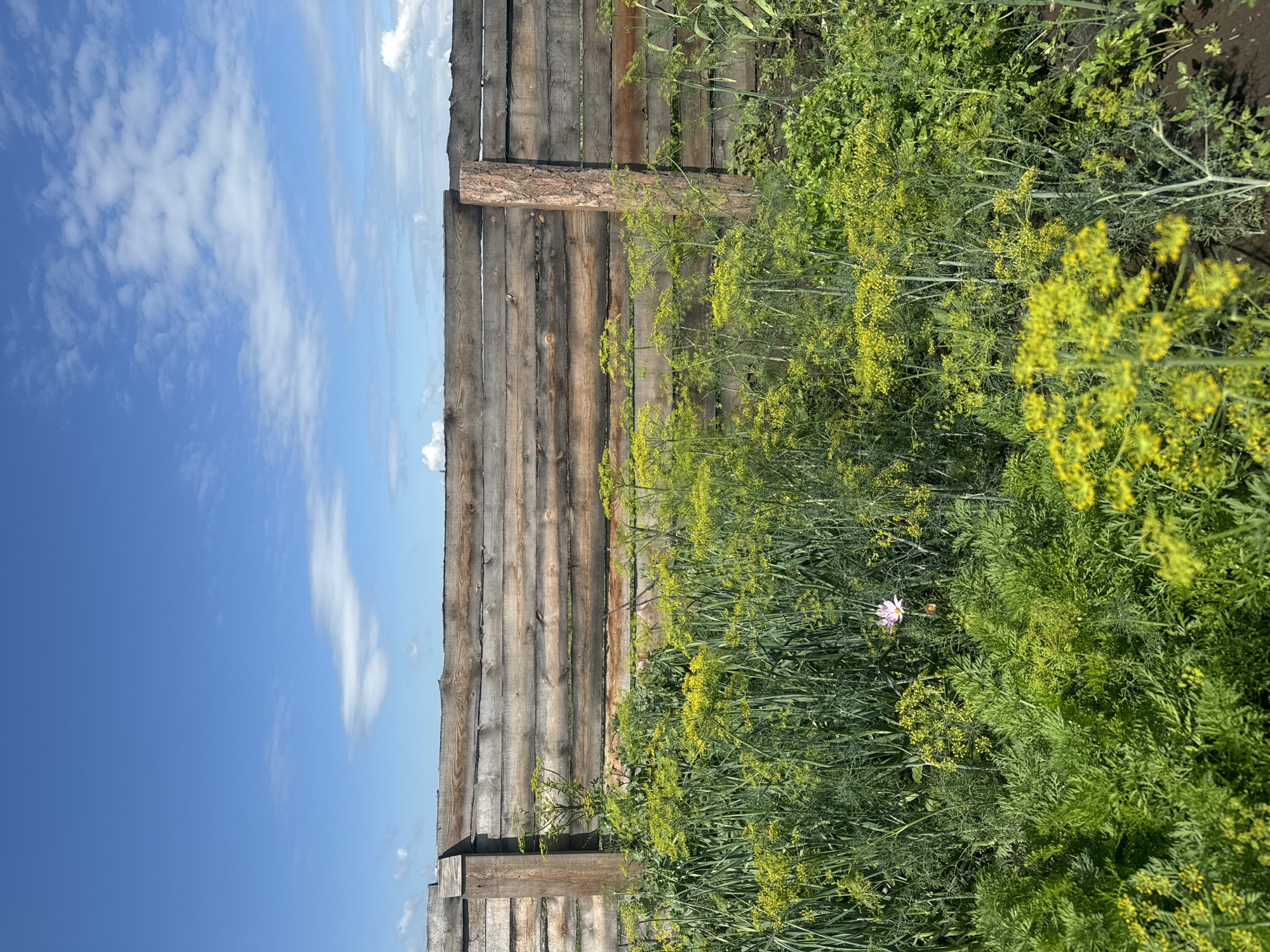 The image shows a close-up view of a garden in Maksimovshchina, Russia, on a clear day. A rustic wooden fence made of horizontal logs forms the backdrop. In front of the fence, lush green foliage fills the foreground, dominated by dill plants with their characteristic feathery leaves and clusters of small yellow flowers. There is also a single pink cosmos flower visible amongst the greenery. The sky above is a vibrant blue with scattered white clouds. The scene appears to be a quiet, natural setting within a rural or suburban area.