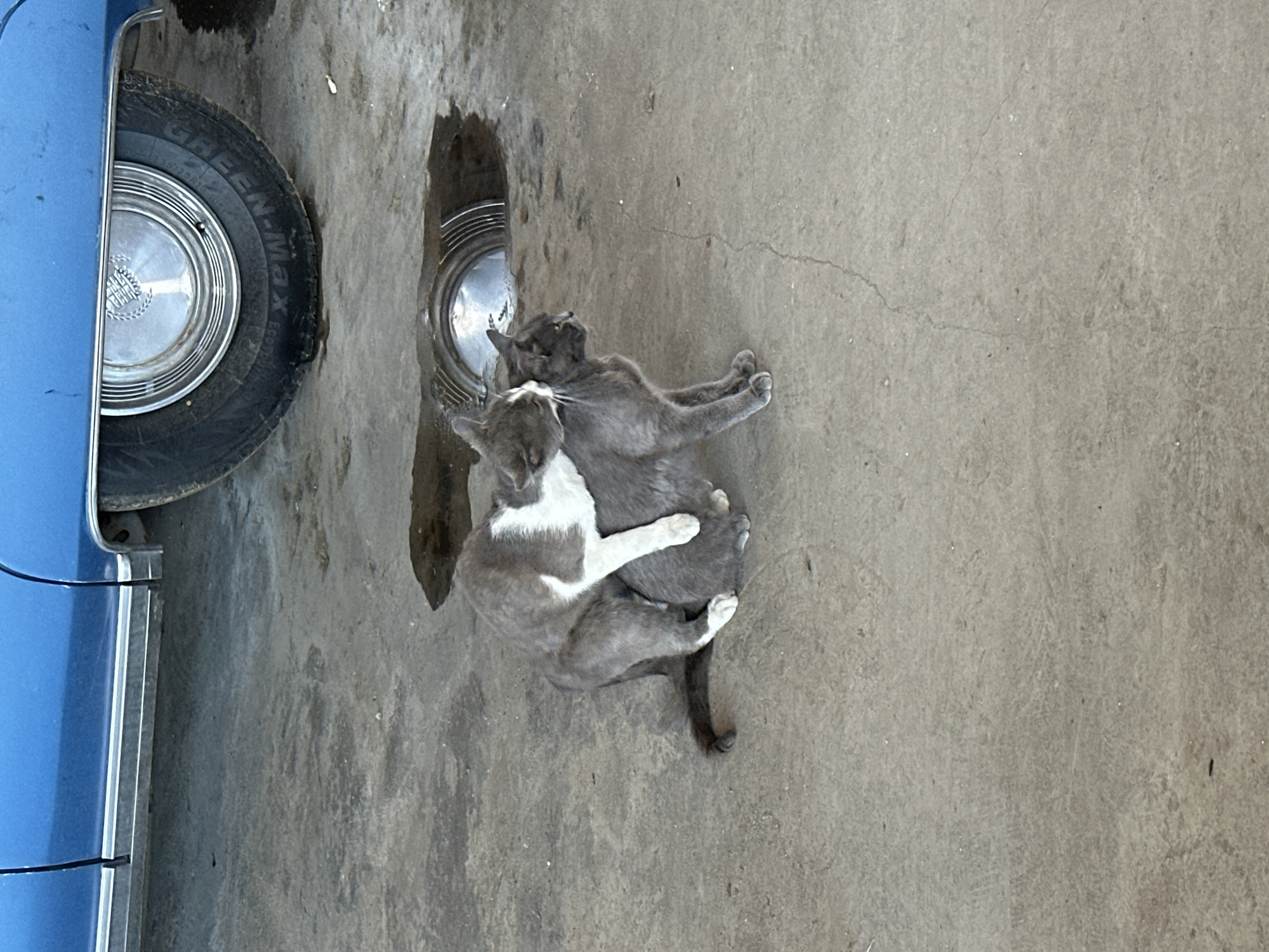 Two cats, one gray with white markings and one solid gray, are interacting on a concrete surface near a blue vehicle. The gray and white cat is positioned on top of the solid gray cat, appearing to lick its head or neck. The solid gray cat is standing, looking to its right. Behind the cats, a puddle of water reflects a portion of a hubcap from the vehicle. The environment appears to be outdoors, possibly in a parking lot or driveway.