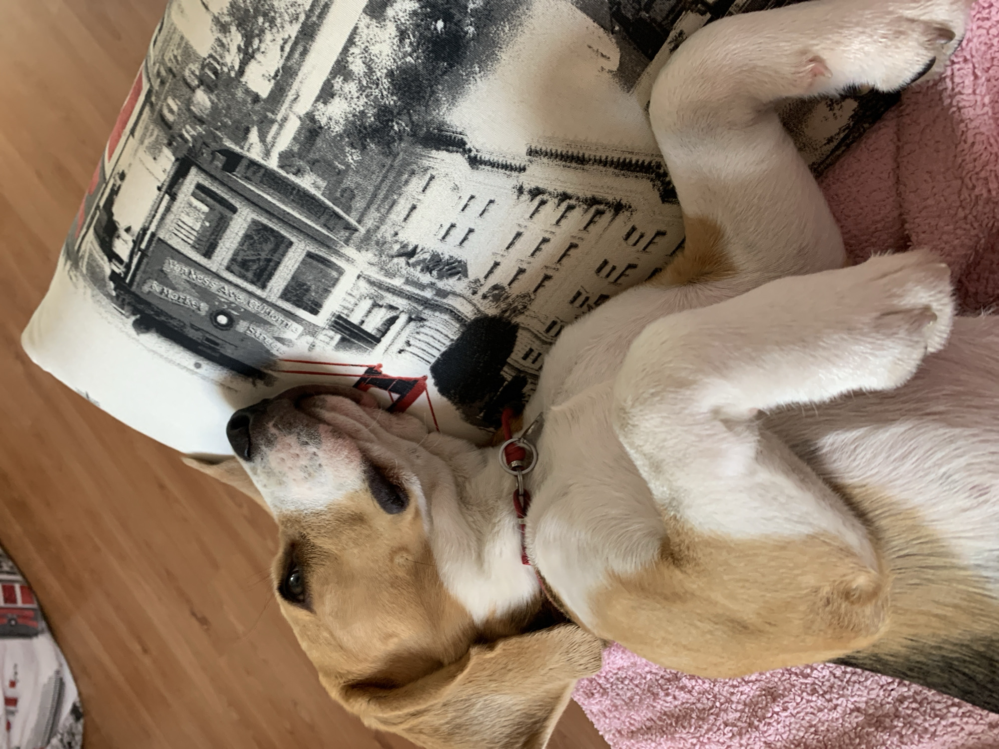 A beagle is sleeping on its back on a pink towel, with its head resting on a pillow. The pillow has a black and white print of buildings. The dog has brown and white fur. The floor is made of wood. There is a red collar with a silver tag on the dog's neck.