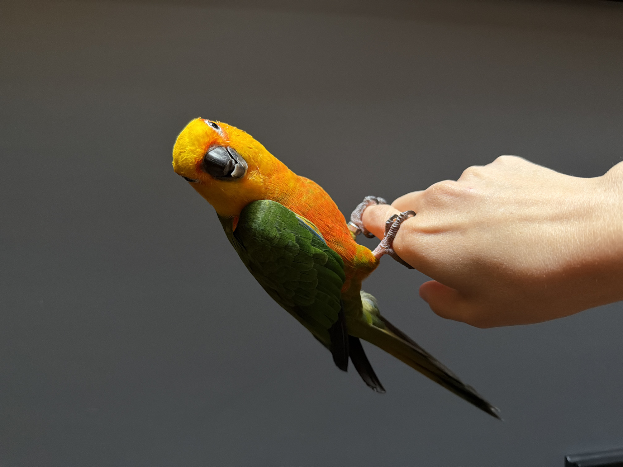 A Sun Conure parrot is perched on a person's hand. The parrot is predominantly yellow and orange on its head and chest, with green wings and a long, tapered tail. Its beak is dark grey and appears open. The parrot's feet are gripping the index finger of the hand, which is a light skin tone and appears to be an adult's. The background is a plain, dark grey wall, with a diagonal shadow cast from the right side of the frame, indicating light source from the right. The image is taken from a slightly low angle, looking up at the parrot and hand. There are no discernible elements suggesting a location in Khimki, Russia.