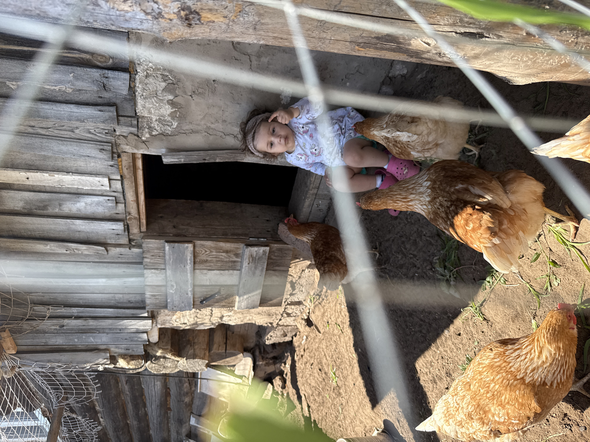 A young child, appearing to be a toddler, sits on a stone step in front of an open doorway of a weathered wooden structure, possibly a chicken coop, in a rural setting. The child is wearing a light-colored, patterned long-sleeved shirt and bright pink Crocs. A thin headband is on the child's curly hair, and the child is pointing their index finger upwards. Several brown and white chickens are present in the foreground and around the child, some pecking at the dirt. The ground is covered in dry soil and sparse green vegetation. The structure is made of rough-hewn logs and vertical wooden planks, showing signs of age and exposure to the elements. A fishing net is visible hanging from the side of the structure. The scene appears to be outdoors on a sunny day. The location is identified as Уральское, Russia.
