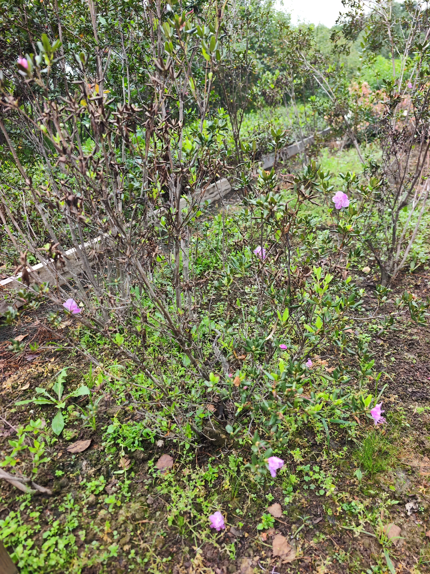 The image shows an outdoor scene with several plants, some of which are bearing small, pink flowers. The plants appear to be in a garden or natural setting, with a background of more greenery and trees. The ground is covered with soil, leaves, and small plants. The lighting suggests it is daytime. No people are visible in the image, and no specific location within Solovei-Kliuch, Russia can be identified from the visual information provided. The overall impression is one of a peaceful, natural environment.