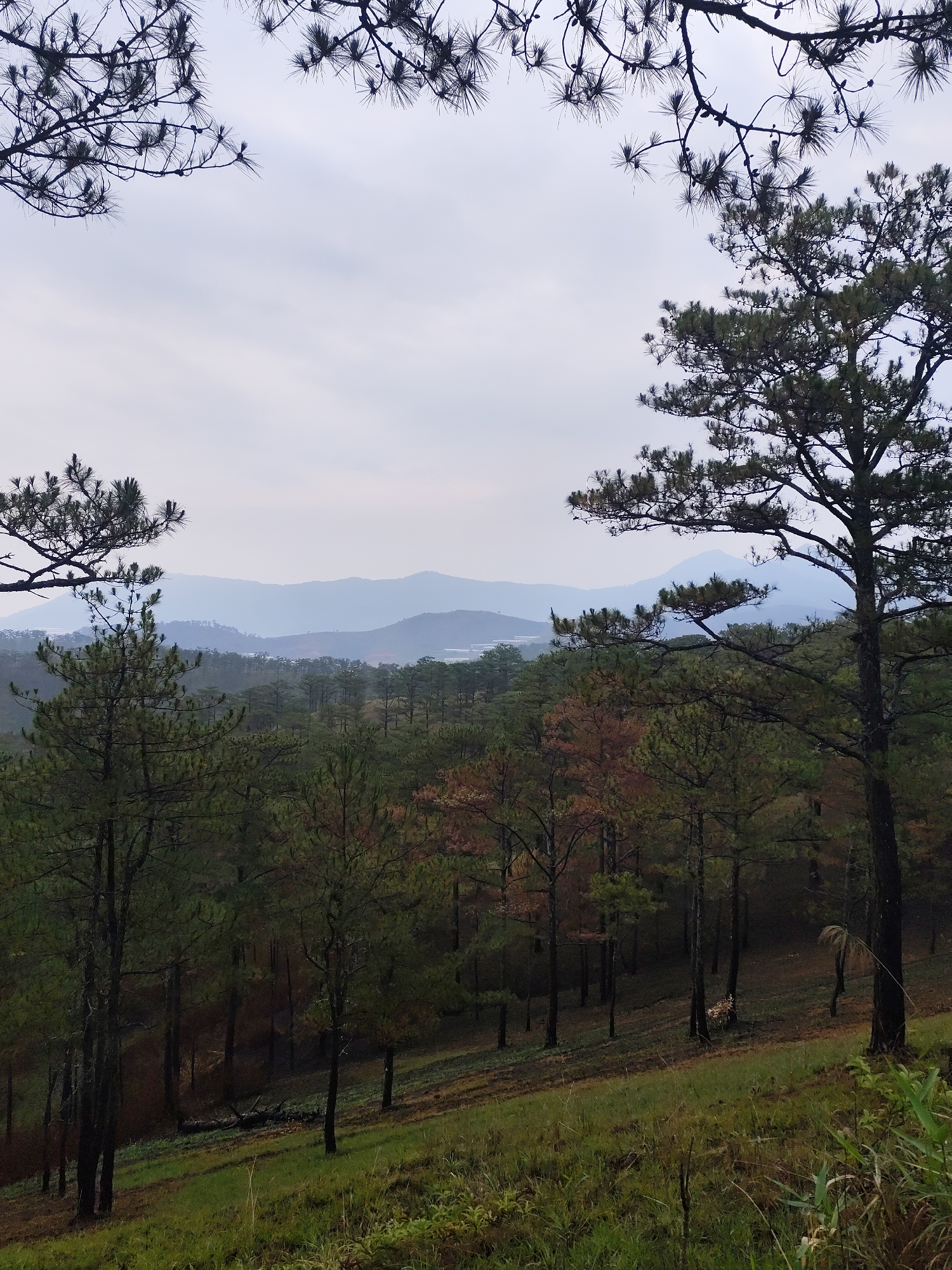 A daytime medium shot depicts a forest scene in Lam Vien - Da Lat, Vietnam, observed from an elevated vantage point. Foreground: a grassy slope. Midground: a dense forest of primarily coniferous trees with some displaying reddish-brown foliage, suggesting seasonal change or varying species. Background: hazy mountain ranges visible in the distance under an overcast sky. The upper portion of the frame is partially obscured by pine branches and needles silhouetted against the sky. No people or animals are visible.
