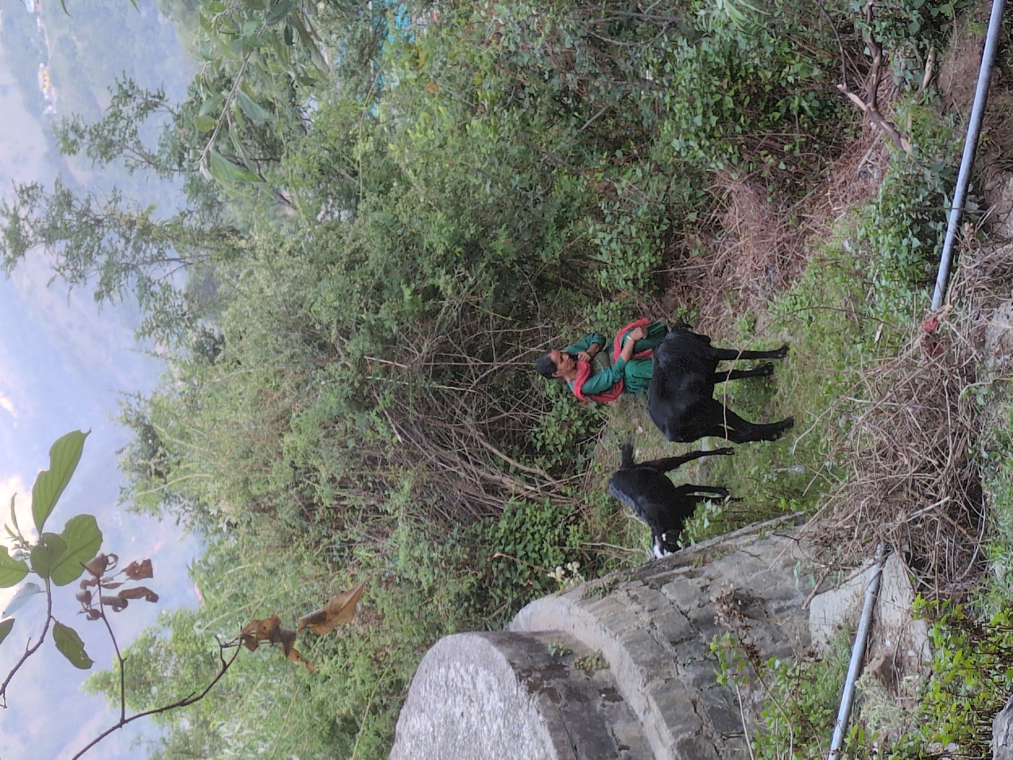 A woman in a green outfit with a red scarf sits on a hillside surrounded by lush green foliage and trees. Two black goats are near her, with one appearing to graze. A curved, stone retaining wall is visible to the left of the frame, with a grey pipe running along the ground in the lower portion of the image. The background suggests a hilly or mountainous region, possibly a village or town built into the slopes, consistent with the geography of Doh, India. The lighting indicates it may be daytime, but the sky is not clearly visible.