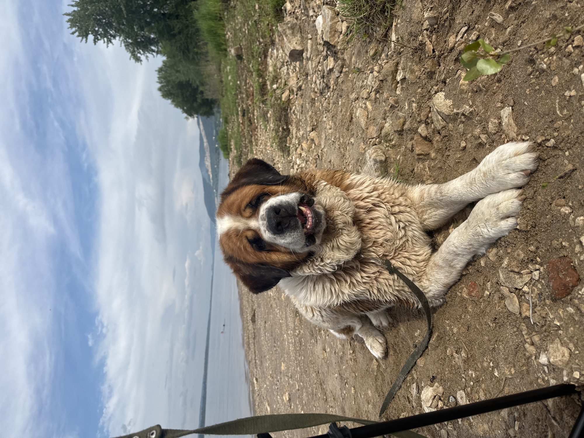 A large St. Bernard dog with brown and white fur is lying on a rocky, sandy shore with a body of water in the background under a cloudy sky. The dog is facing forward with its mouth open and tongue slightly visible. A leash is attached to its collar and extends to the left of the frame. To the left, a portion of a black tripod or camera stand is visible. The background shows a calm body of water, a distant shoreline with trees and hills, and a sky with scattered clouds. The overall scene appears to be outdoors in a natural setting.