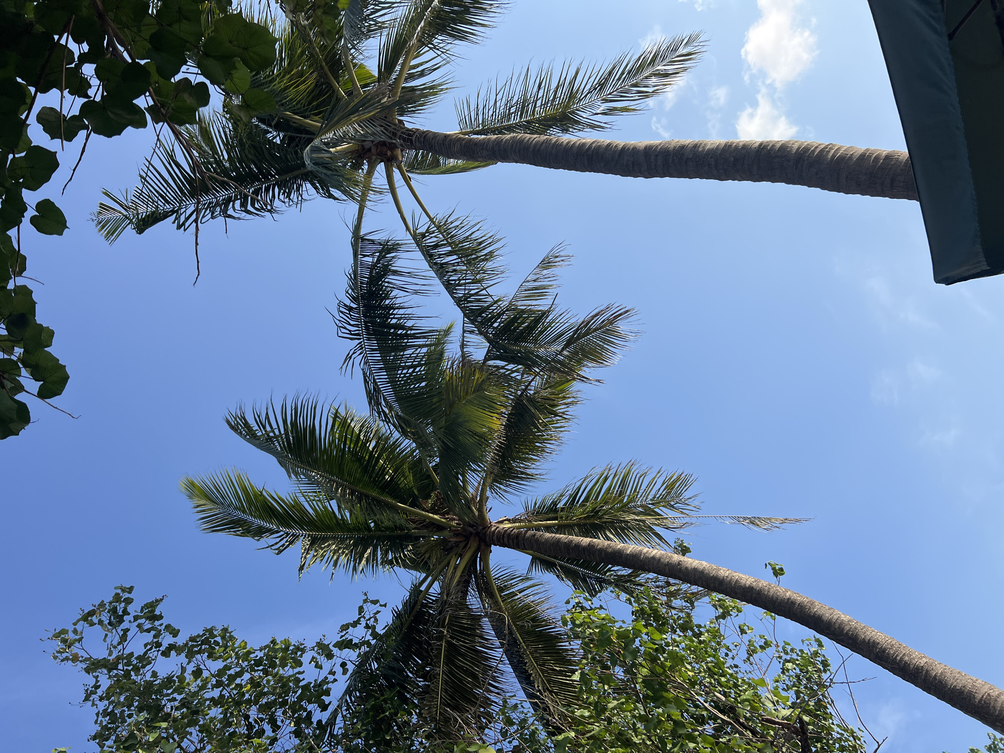 Two tall palm trees with long fronds reach towards a clear blue sky. Green foliage from another tree is visible on the left side of the image, partially obscuring the sky. The lower right corner of the image shows the edge of a dark green umbrella. The scene appears to be outdoors, likely in a tropical or sub-tropical location. The image does not contain any people or specific landmarks that would indicate a precise location within Kuta, Indonesia.