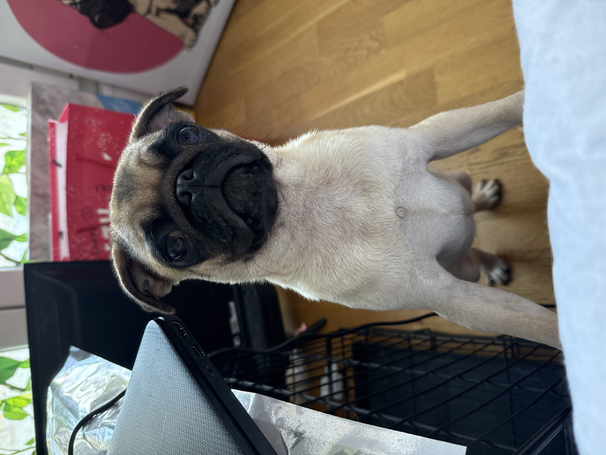 A fawn-colored pug puppy stands on its hind legs, looking directly at the camera. The puppy's paws are on a light blue surface, partially obscuring the lower part of its body. The background is a wooden floor. To the left, a black metal shelf is visible with some objects on it, including what appears to be a laptop. In the upper background, a red gift bag with white polka dots is partially visible, and a circular picture of a pug can be seen on the right. Green foliage is also visible in the upper left corner, suggesting a window. The lighting is natural, coming from the right side of the image.
