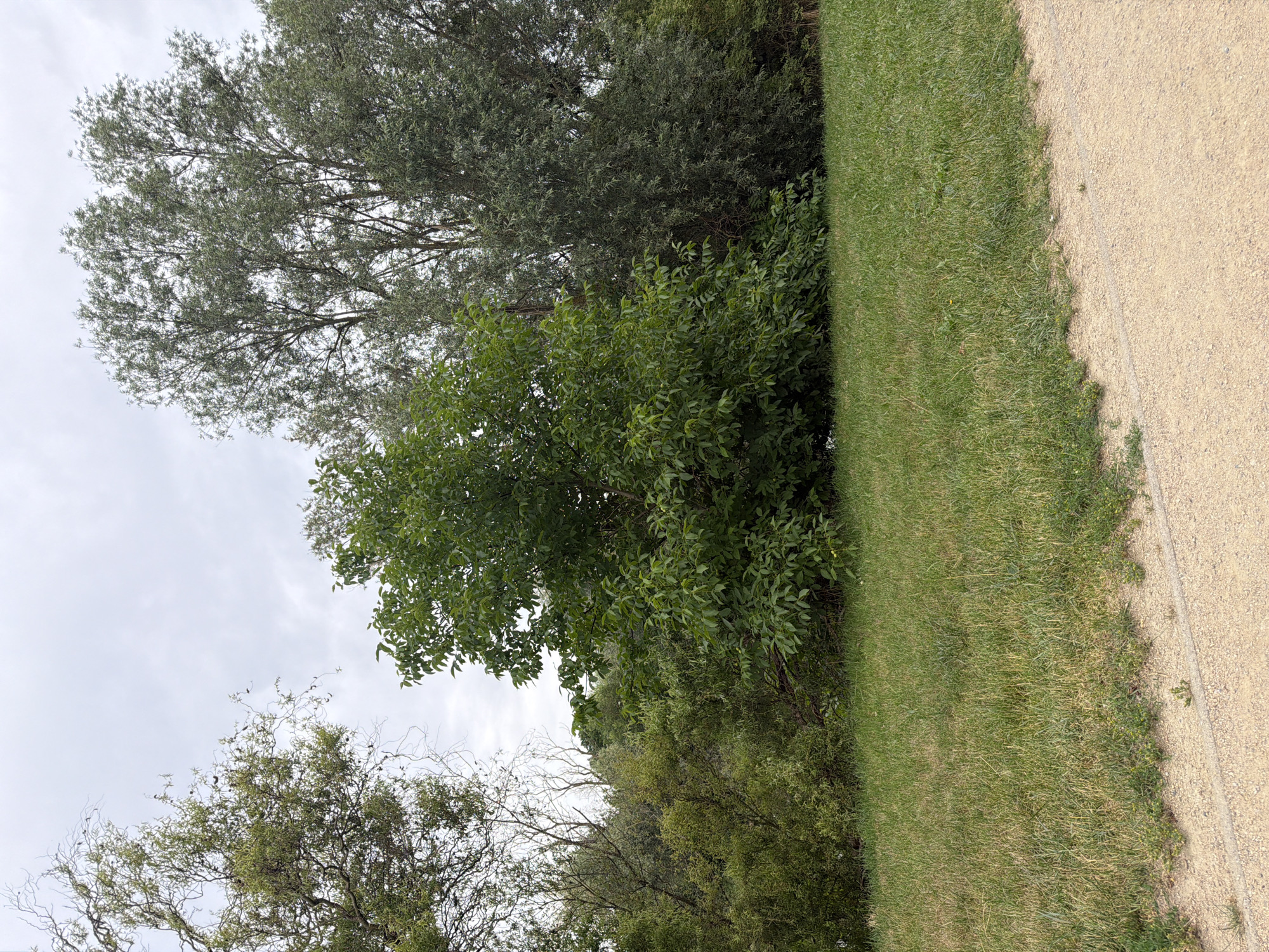 This media file displays a scenic outdoor view of trees, grass, and a gravel path. The scene is dominated by lush green foliage from various trees and shrubs, some with dense, broad leaves and others with finer, more wispy branches. A well-maintained strip of green grass runs alongside a light-colored gravel path, suggesting a park or recreational area. The path appears to be a walking or cycling trail.
The time of day is difficult to ascertain precisely, but the overcast sky suggests it might be a cloudy day or late afternoon. The lighting is diffused, with no harsh shadows. The weather appears to be mild, suitable for outdoor activities.
The location context provided is Szczecin, Poland. While there are no explicit text elements or identifiable landmarks within the image, the overall setting evokes a peaceful, natural environment common in European parks. There are no people or specific objects to note, making it a purely landscape-focused image. The emphasis is on the natural elements, creating a serene and tranquil atmosphere.