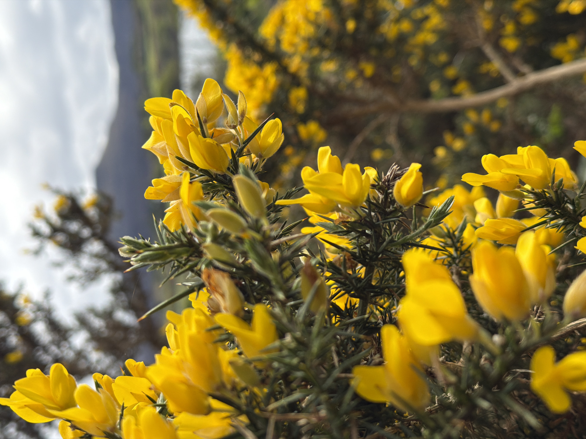 Close-up image of vibrant yellow gorse flowers in full bloom, with sharp thorns among the green foliage. The background features blurred vegetation and a glimpse of a grey, partly cloudy sky, suggesting an outdoor setting. The specific location is within the city of Dunvegan, United Kingdom. No people are visible.