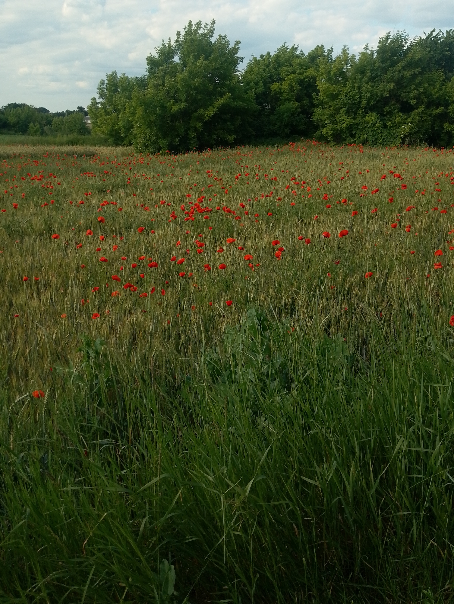 The image shows a field of wheat interspersed with red poppies, bordered by a dense line of trees in the background under a cloudy sky. In the foreground, tall green grass is visible. The scene appears to be in the countryside, likely in or near the village of Ustyvytsia, Ukraine, given its association with agricultural landscapes and natural beauty. No people or animals are present in the image.