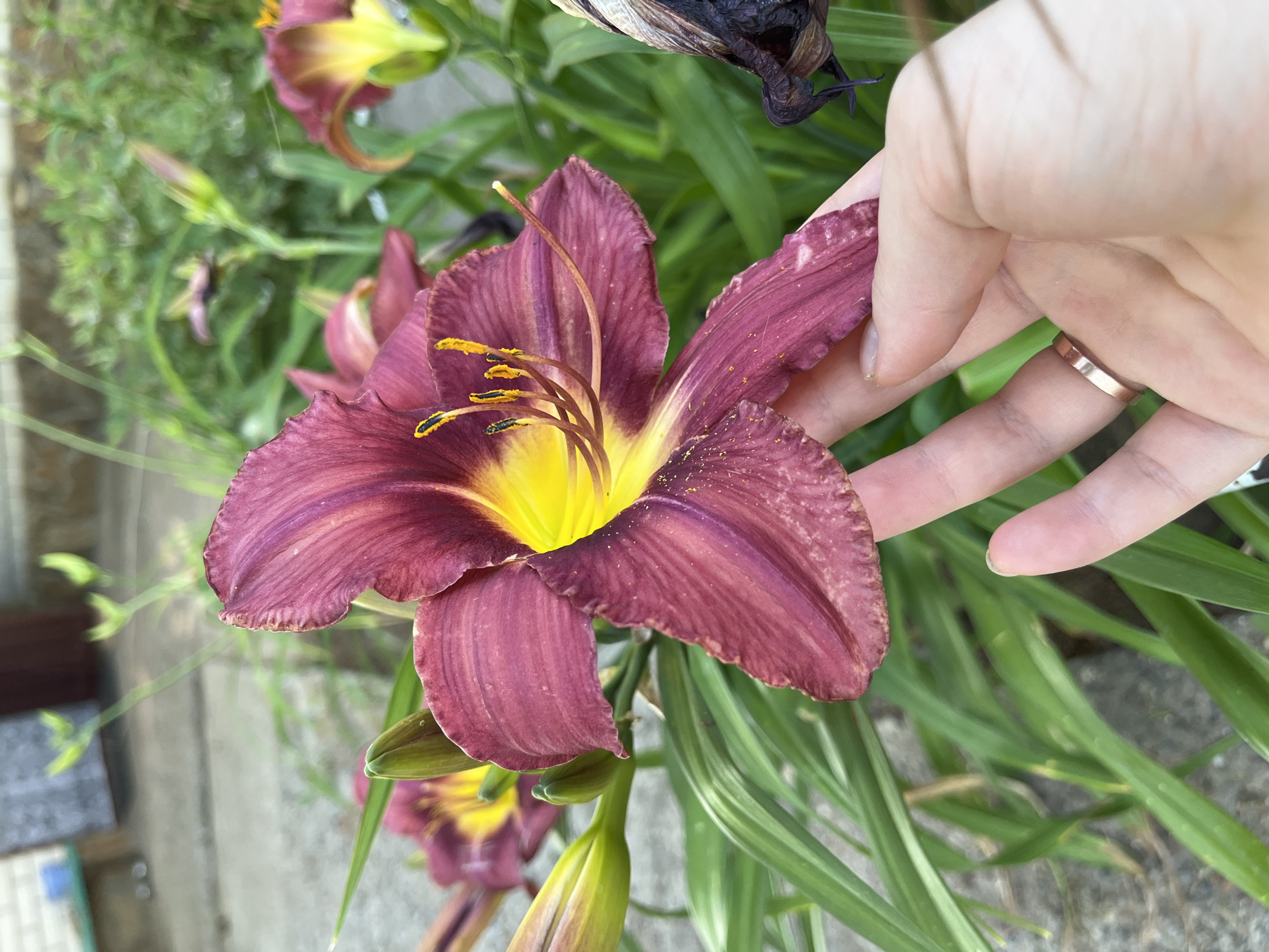 The image shows a close-up view of a dark pink daylily flower with a yellow center. A person's hand, wearing a rose gold ring, is gently touching one of the petals. In the background, more daylily plants with buds and open flowers are visible, along with green foliage and a blurred background of a pathway and a building. The scene is outdoors, suggesting a garden or park setting, likely in Kotovo, Russia, given the prompt.