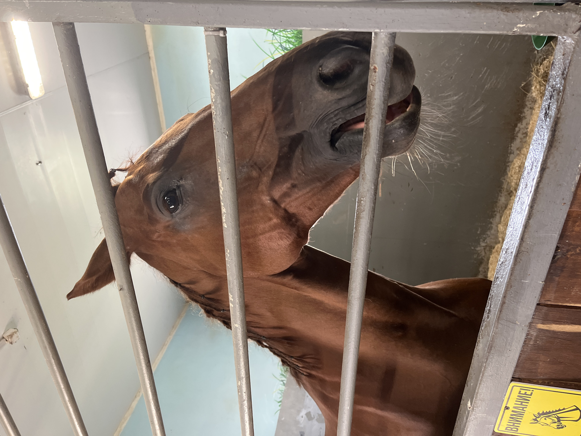 A brown horse is seen in a stable, its head and upper body visible through metal bars. The horse is facing towards the right of the frame, with its mouth slightly open, revealing its teeth and tongue. Its mane is braided and hangs over its neck. The background of the stable appears to be a light blue wall with a depiction of grass. The floor of the stable is covered in straw. A yellow sign with a black border and an image of a horse's head is visible on the lower left side of the frame. The lighting in the stable appears to be from overhead fluorescent lights. The location is identified as Kurtsevo (Kovriginskii S/S), Russia.