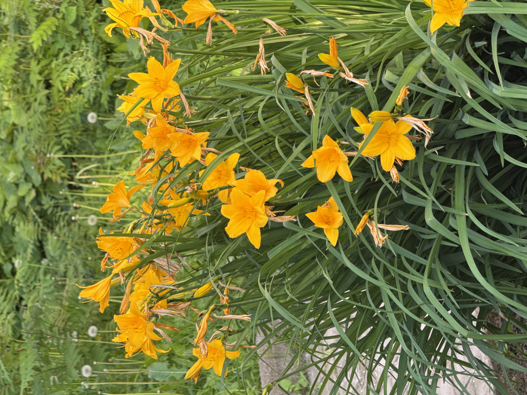 This is a photograph of a cluster of bright orange daylilies with long, green, grass-like leaves. The flowers are in various stages of bloom, with some fully open and others still in bud. In the background, there is lush green foliage, including some taller, feathery plants and what appear to be seed heads of dandelions. A portion of a grey concrete path or edging is visible on the left side of the image. The image does not depict any people, actions, or interactions. The scene suggests an outdoor setting, likely a garden or park. There is no information within the image to determine its specific location within the city of Izhevsk, Russia.