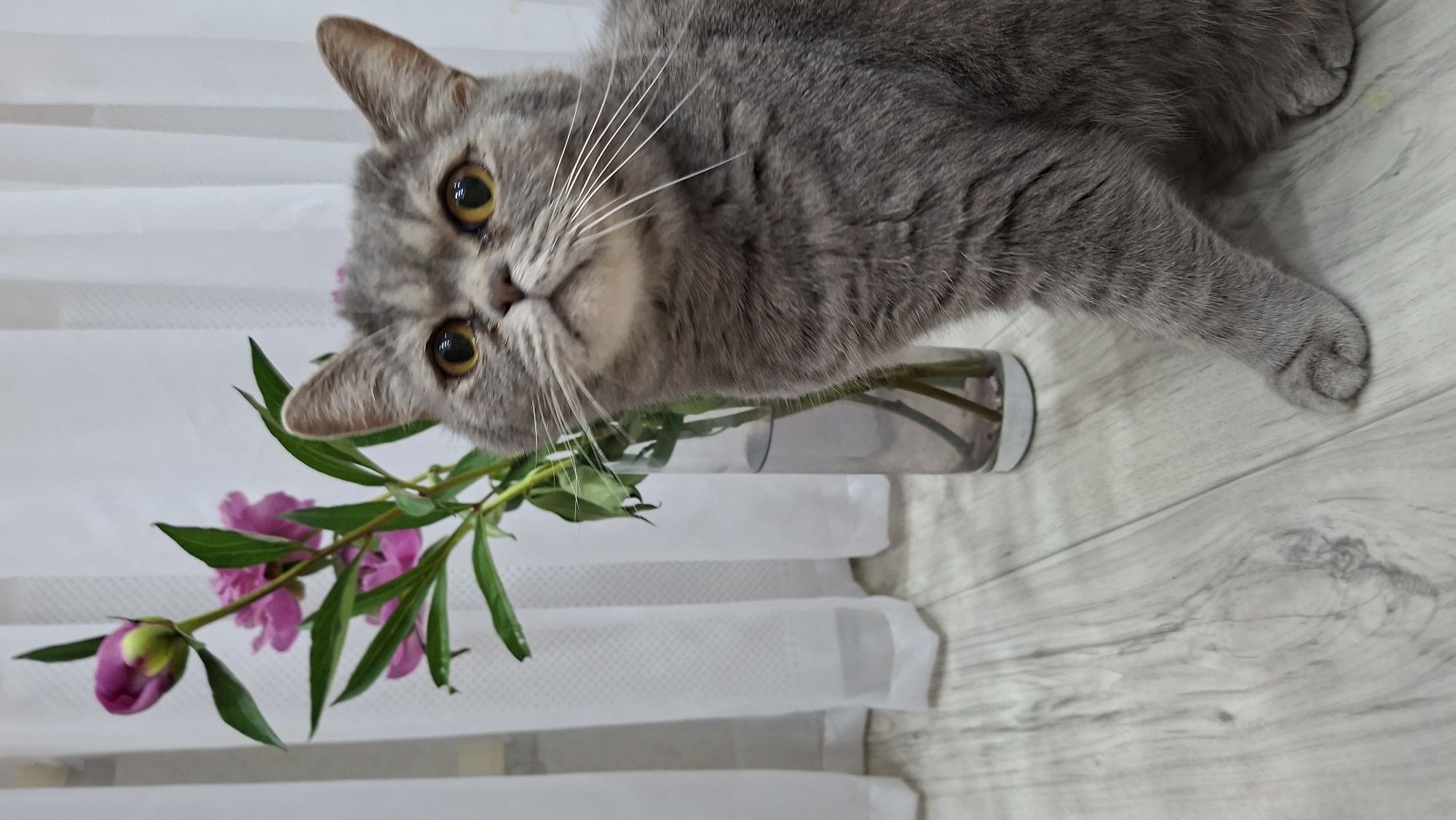 The image shows a grey tabby cat with bright orange eyes sitting on a light-colored wooden floor next to a vase of pink peonies and white curtains in the background. The cat is looking upwards and to the right, with its left paw extended forward. The scene appears to be indoors, possibly a home environment. No specific location in Chaikovsky, Russia, can be identified from the visual information.