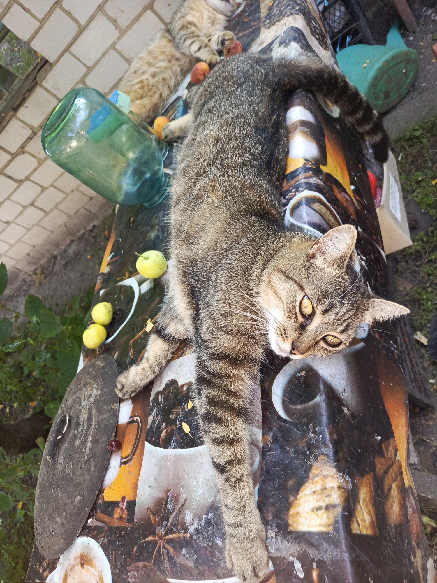 A tabby cat lies stretched out on a patterned surface. The surface appears to be a table or bench covered with a printed cloth or vinyl. The cat's body runs lengthwise across the patterned surface, with its head resting towards the viewer's right and its tail extending towards the left. The cat has green eyes and a striped coat. Several small, light-colored fruits, possibly apples, are scattered on the surface near the cat's hindquarters. A large, green glass jar is positioned to the left of the cat, with its opening facing upwards. Behind the primary cat, another cat, mostly obscured, can be seen. In the background, there is a brick wall and some green foliage. To the right of the patterned surface, a green plastic bucket or container is visible. The overall scene appears to be outdoors, possibly in a garden or yard.