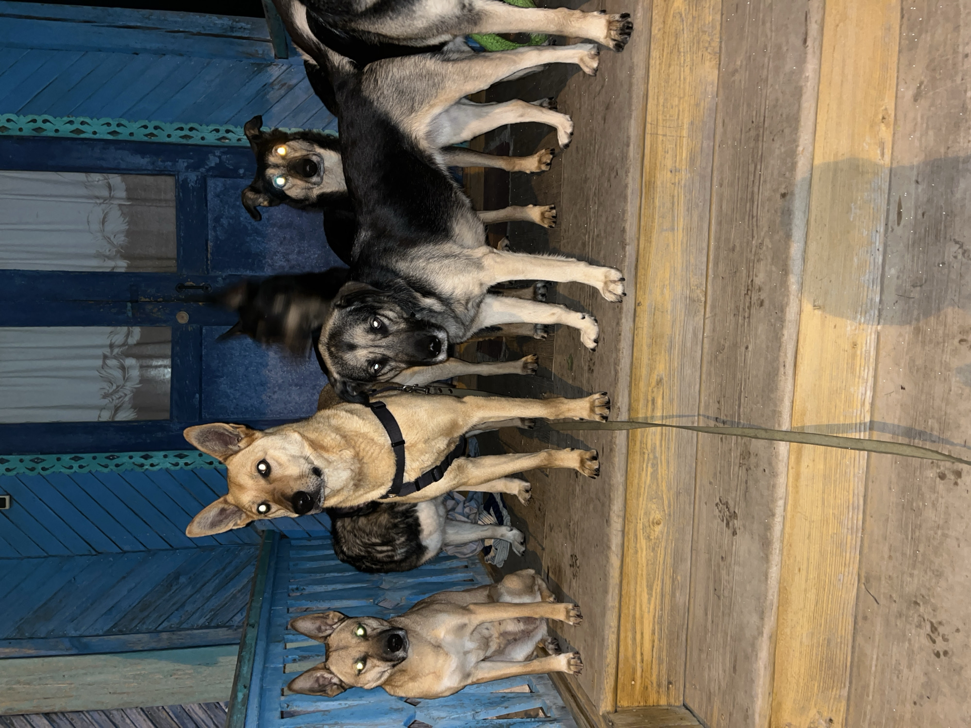 The image depicts six dogs of varying sizes and breeds standing and lying on a wooden porch in front of a blue painted building. The lighting suggests it is evening or dusk. The dogs are close together, some overlapping. One dog has a harness. The location is Nizhny Tagil, Russia.