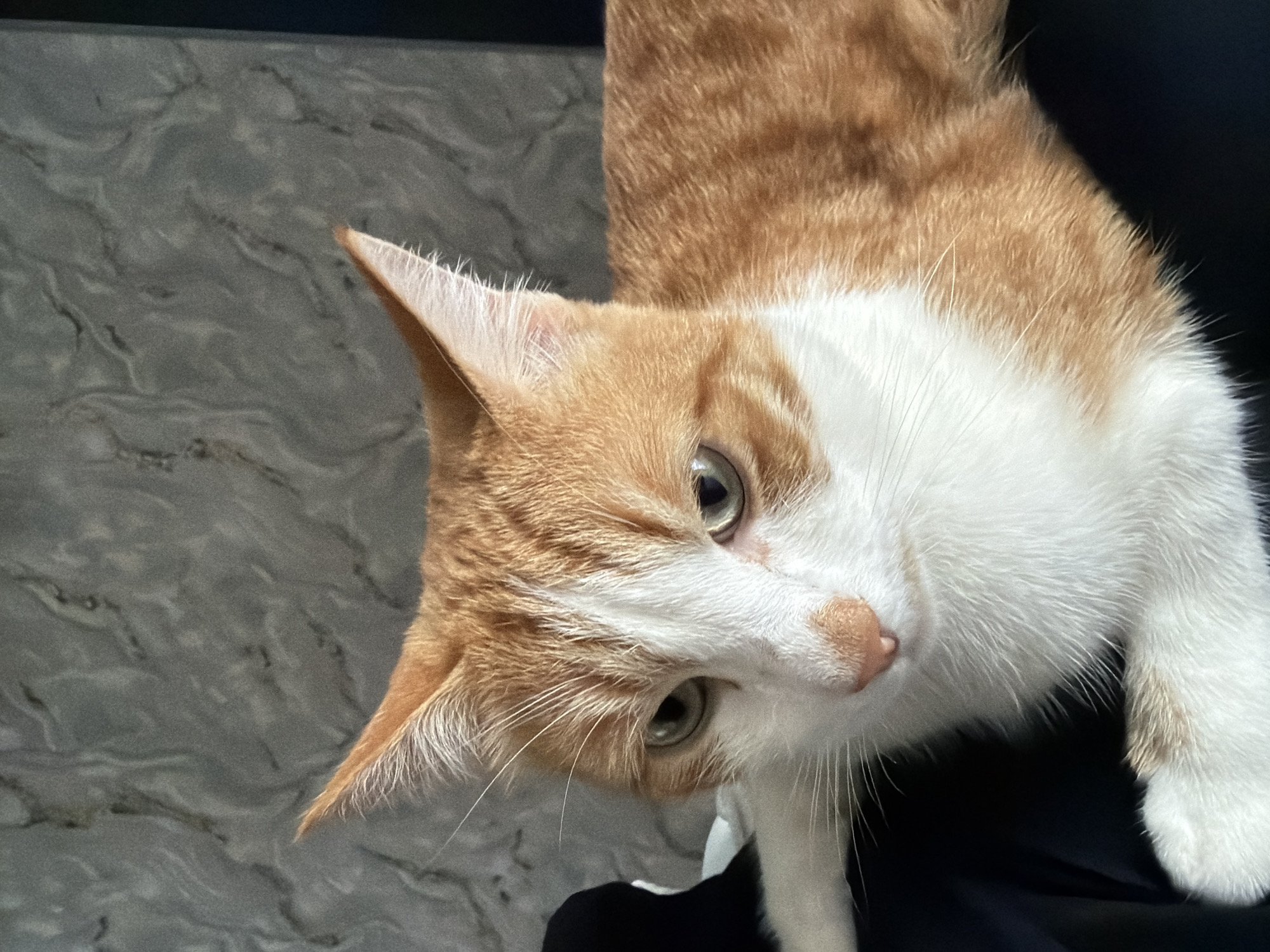 A close-up shot features an orange and white cat looking up at the camera. The cat has green eyes, a pink nose, and pointy ears. Its fur is striped orange and white on its head and orange on its back, with a white chest and paws. The cat is positioned in the upper half of the frame, with a grey, marble-patterned surface visible in the background and a black surface visible in the lower right part of the frame.