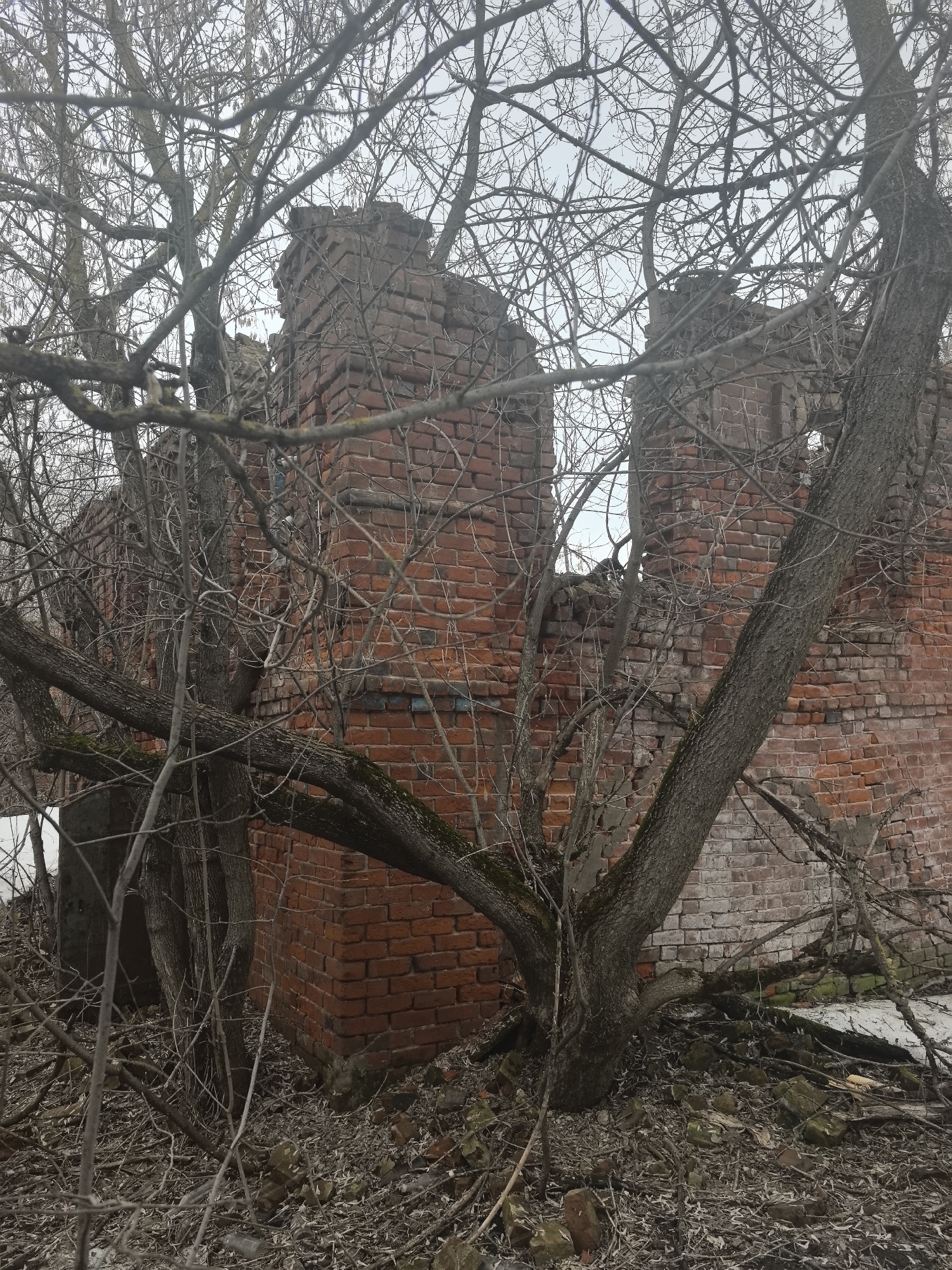 The image depicts a derelict brick structure in Tolba, Russia, partially obscured by bare trees and branches. The building appears to be in ruins, with crumbling brick walls. Debris litters the ground around the base of the walls and trees. The sky is overcast. There is no evidence of human presence.