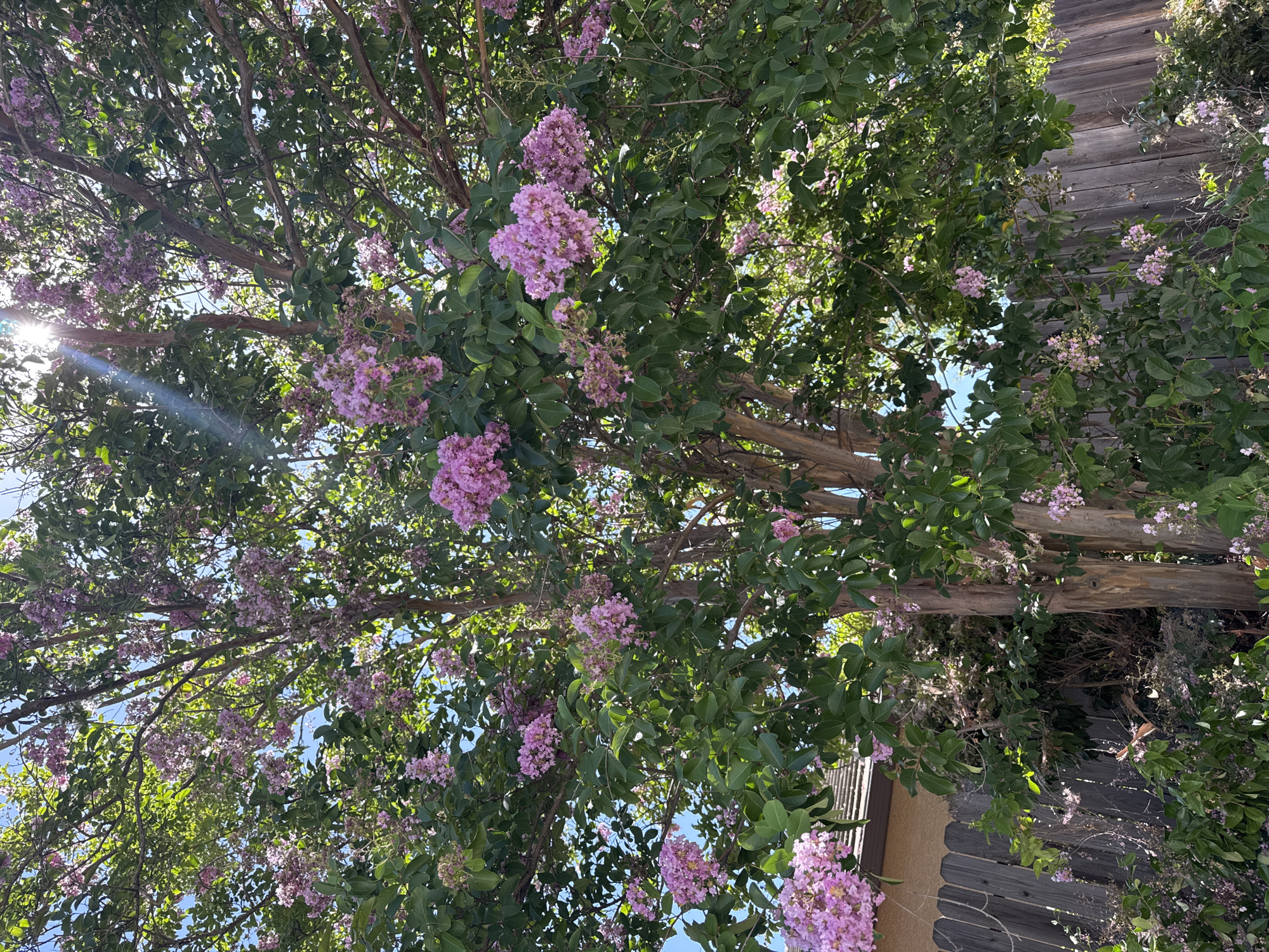 A crepe myrtle tree with pink flowers is shown in the city of Antelope, United States. The tree is in bloom, with clusters of pink flowers hanging from its branches. The tree has green leaves and a brown trunk. The background is a wooden fence and a house. The sky is blue and there are some clouds. The sun is shining brightly, casting a glare on the image.