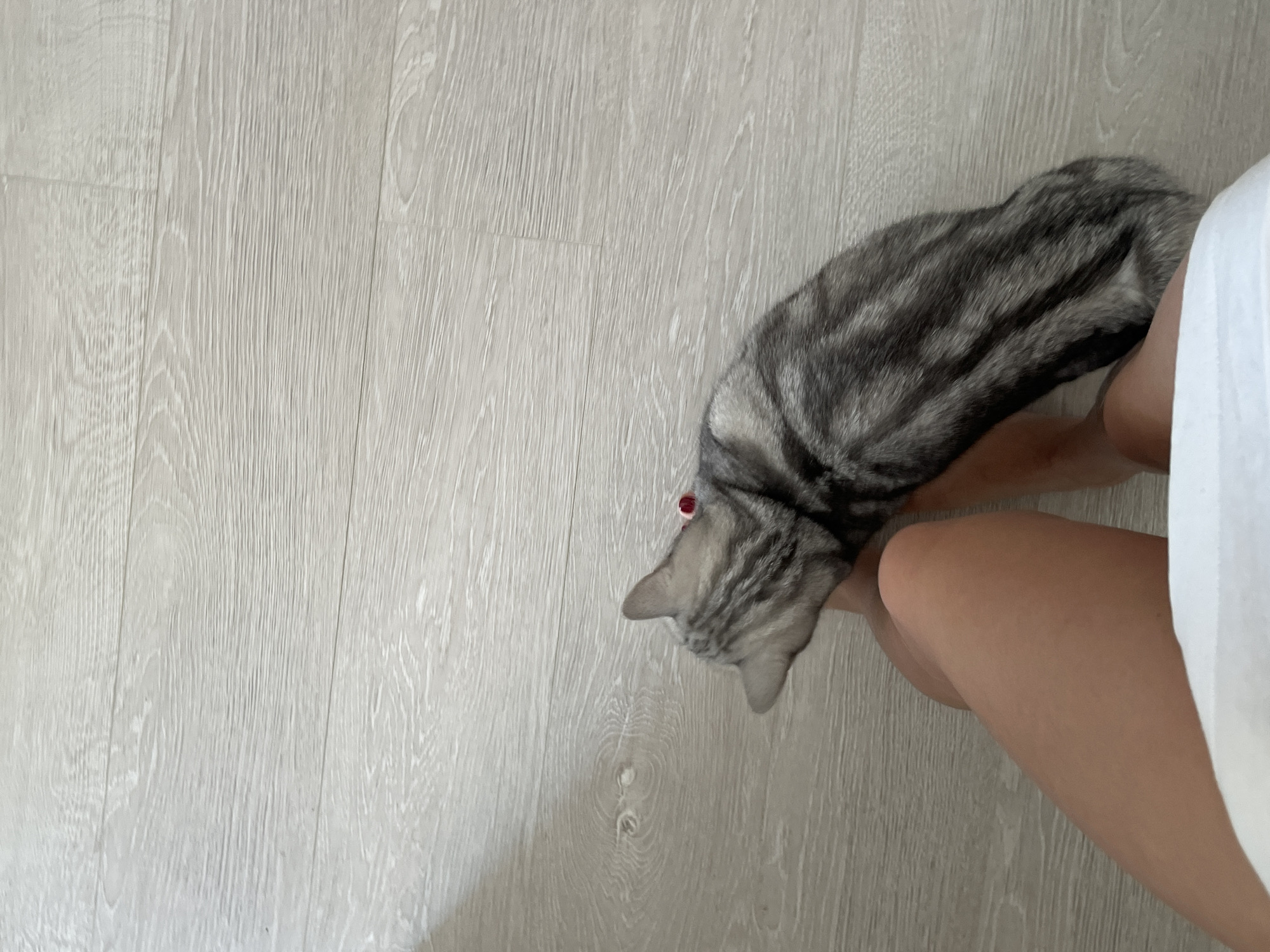 An overhead shot shows a silver tabby cat with black stripes sitting on a person's lap. The cat is facing away from the camera, towards the right side of the frame. The person's bare legs are visible in the lower left quadrant of the image, and a white garment is draped over their lap. The floor is made of light-colored wood planks with a visible grain pattern. The lighting suggests an indoor environment, likely a home. There is no information in the image to determine the location within Almaty, Kazakhstan.