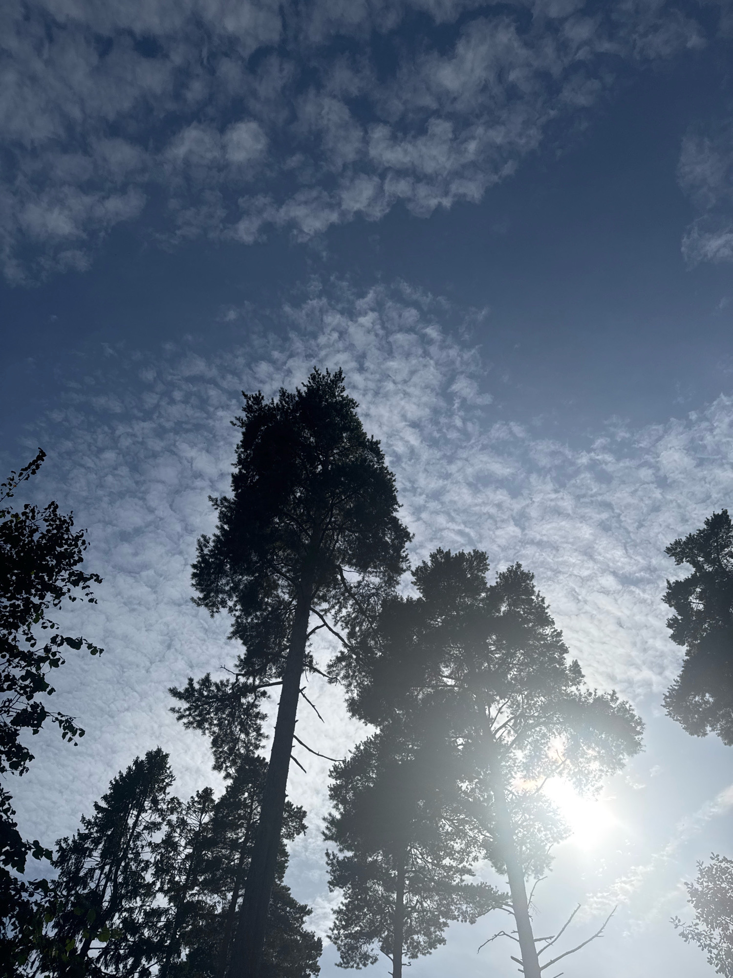 The image shows a view of tall trees silhouetted against a bright sky with scattered clouds. The sun is visible, creating a lens flare effect and washing out some of the detail in the upper right quadrant of the image. The trees appear to be coniferous, with a dense canopy. The overall impression is of a natural outdoor setting. The image is a photograph taken from a low angle, looking upwards towards the sky and trees. The location is the city of Komarovo, Russia.