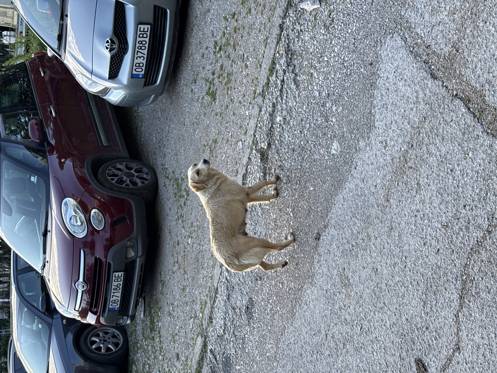 A medium-sized, light-colored dog stands on a paved surface. The dog is looking upwards and to the left. The pavement appears to be part of a parking area. Three cars are visible, parked in a row: a dark gray car, a maroon car, and a silver car. License plates are visible on the maroon and silver cars. The license plate on the maroon car reads "OB7186 BE" and the license plate on the silver car reads "OB 3788 BE". The image appears to be taken during the day, given the lighting conditions. The location is Lovech, Bulgaria.