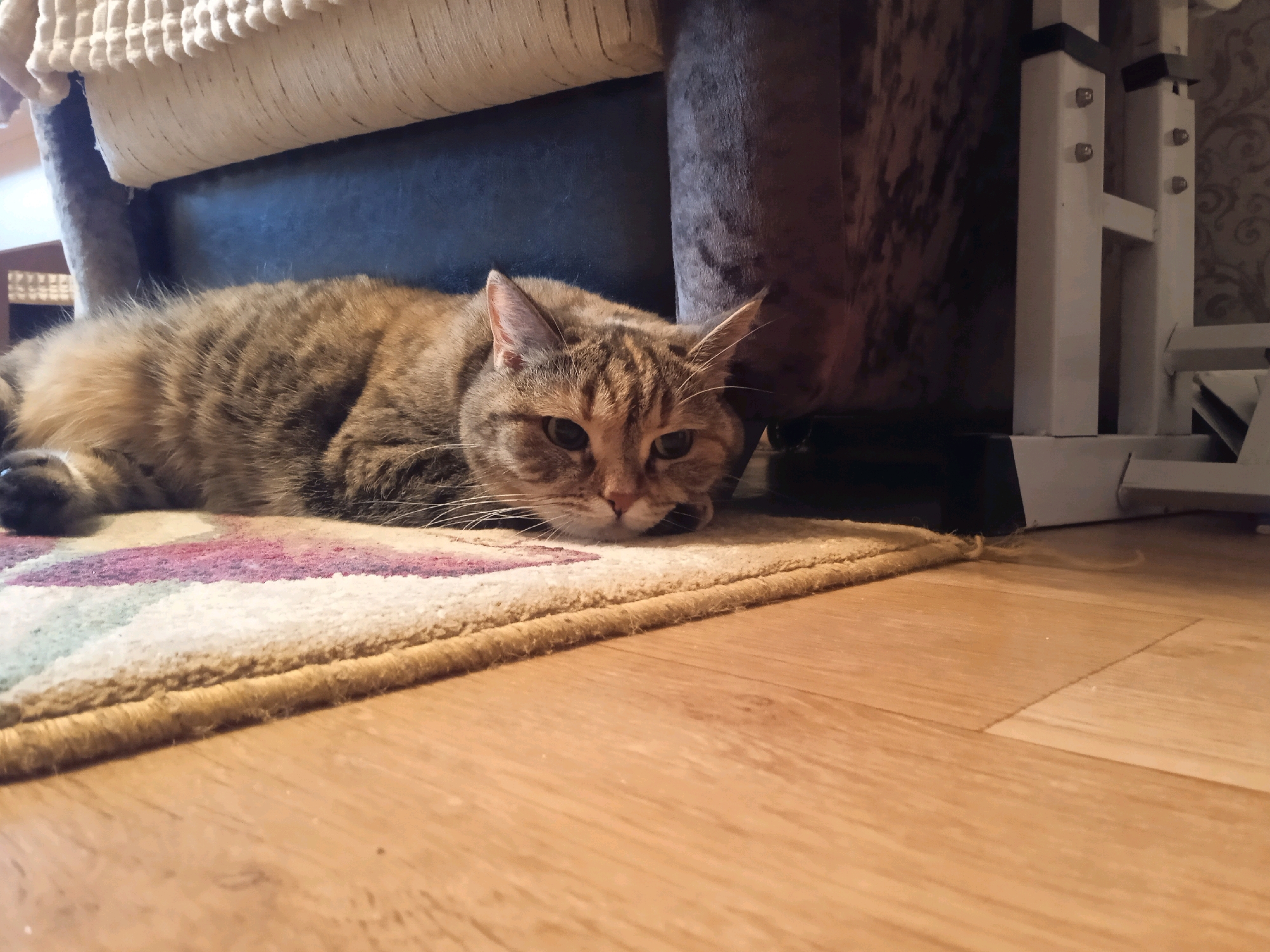 A tabby cat is lying down on a striped rug, resting its head. The rug is on a wooden floor. In the background, there is a piece of furniture with a textured surface and a white metal structure. The scene appears to be indoors, possibly in a residential setting. There is no indication of the location being in the city of Lida, Belarus.