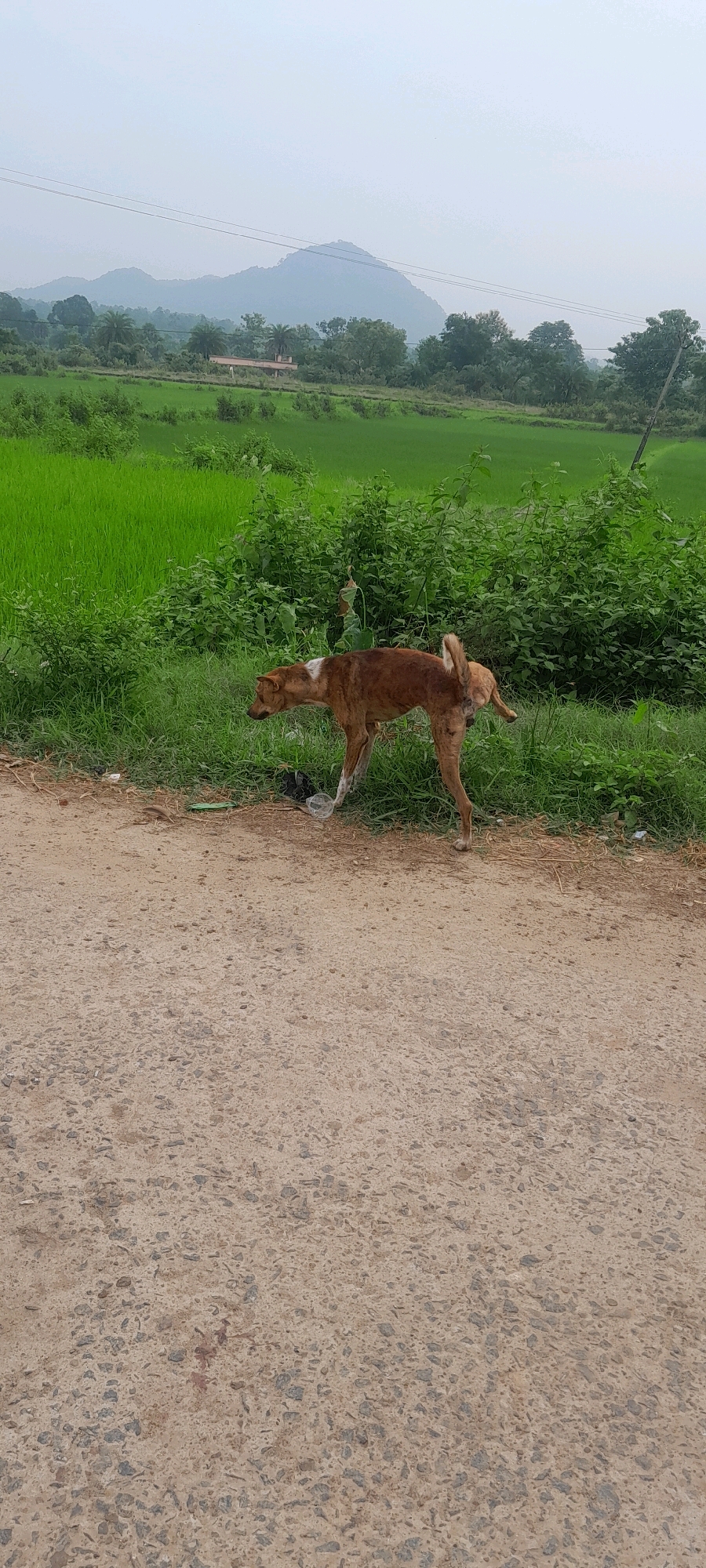 The image depicts a rural scene in Gunduribadi, India. A brown and white dog stands on a gravel road, facing left, with its tail raised. The dog appears to be urinating. Behind the dog, a lush green field of crops extends towards a line of trees and a hazy mountain range in the distance. The sky is overcast. Scattered litter, including a plastic bottle and a dark object, is visible on the side of the road near the dog. The overall environment suggests an agricultural landscape under a cloudy sky.