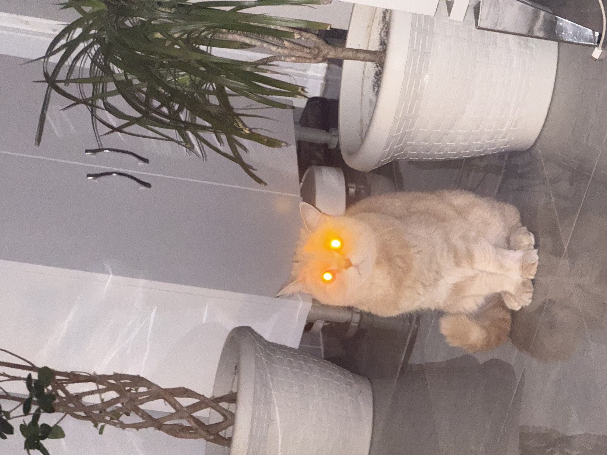 A light orange cat with bright orange eyes is sitting on a gray tiled floor between two large white potted plants with greenery. The scene is indoors, potentially near a white wall with reflective metal accents.