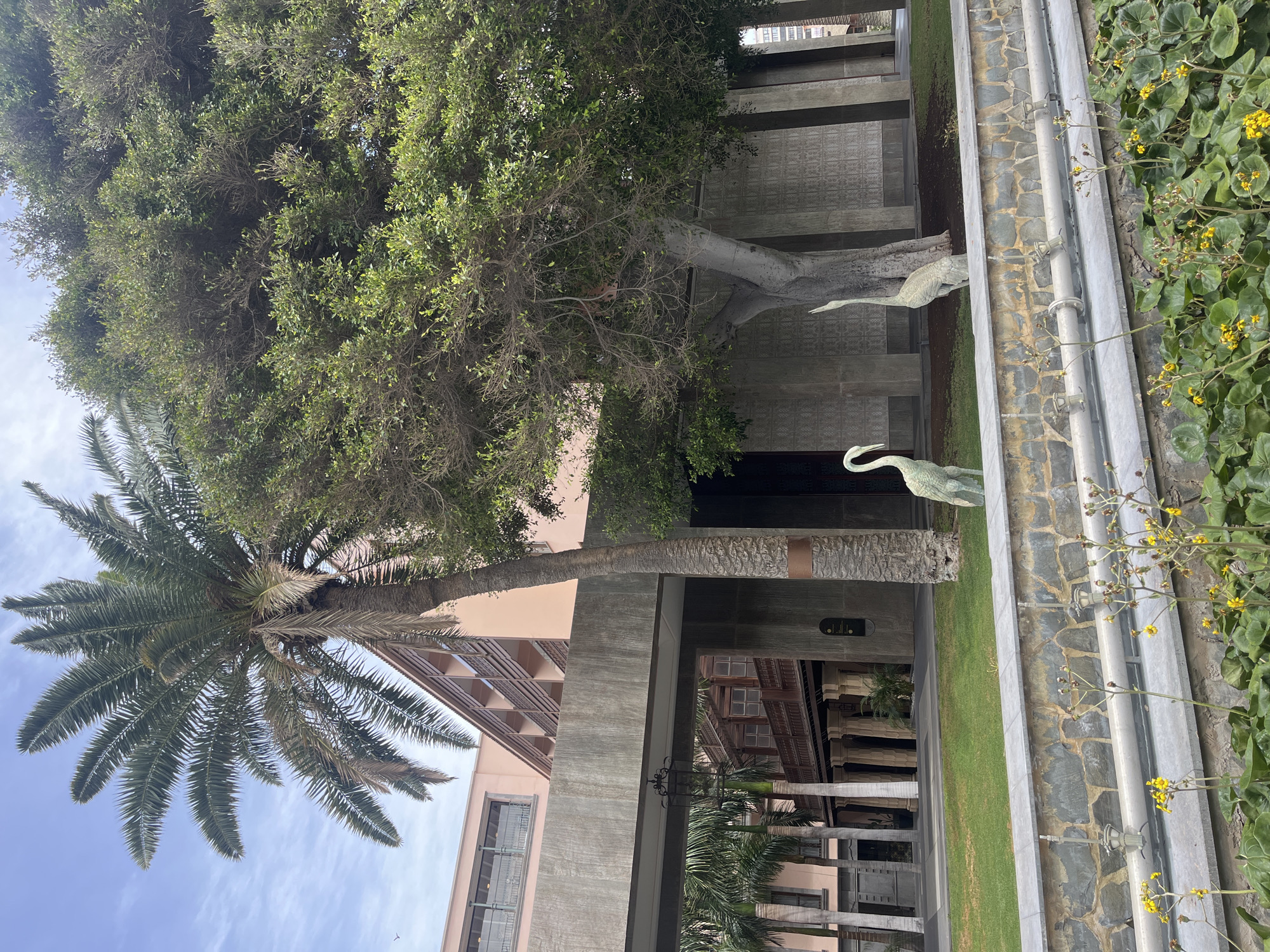 The image depicts a view in Las Palmas, Spain. The scene captures two prominent trees: a large, leafy tree and a palm tree. The buildings in the background have a distinct architectural style. Two statues of heron-like birds stand on a grassy area adjacent to a stone-lined drainage ditch with yellow flowers growing along its edge.