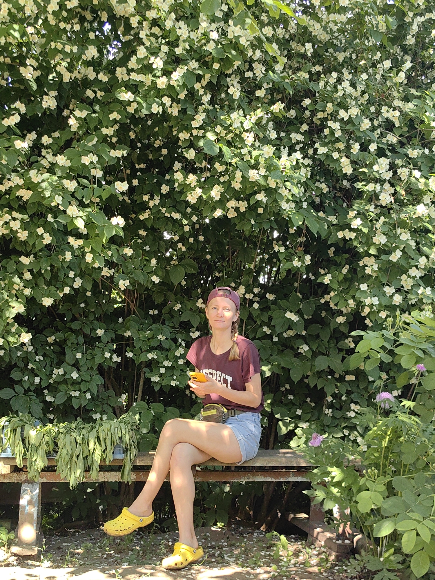 A woman sits on a wooden bench in front of a large blooming bush. She is wearing a maroon t-shirt, denim shorts, a maroon baseball cap, and yellow crocs. She is holding a yellow cell phone in her right hand. The bush behind her is full of small white flowers and green leaves. To the left of the bench, there is a pile of green foliage. The ground is covered with dirt and scattered white petals. There are also some pink flowers and green plants to the right of the bench.