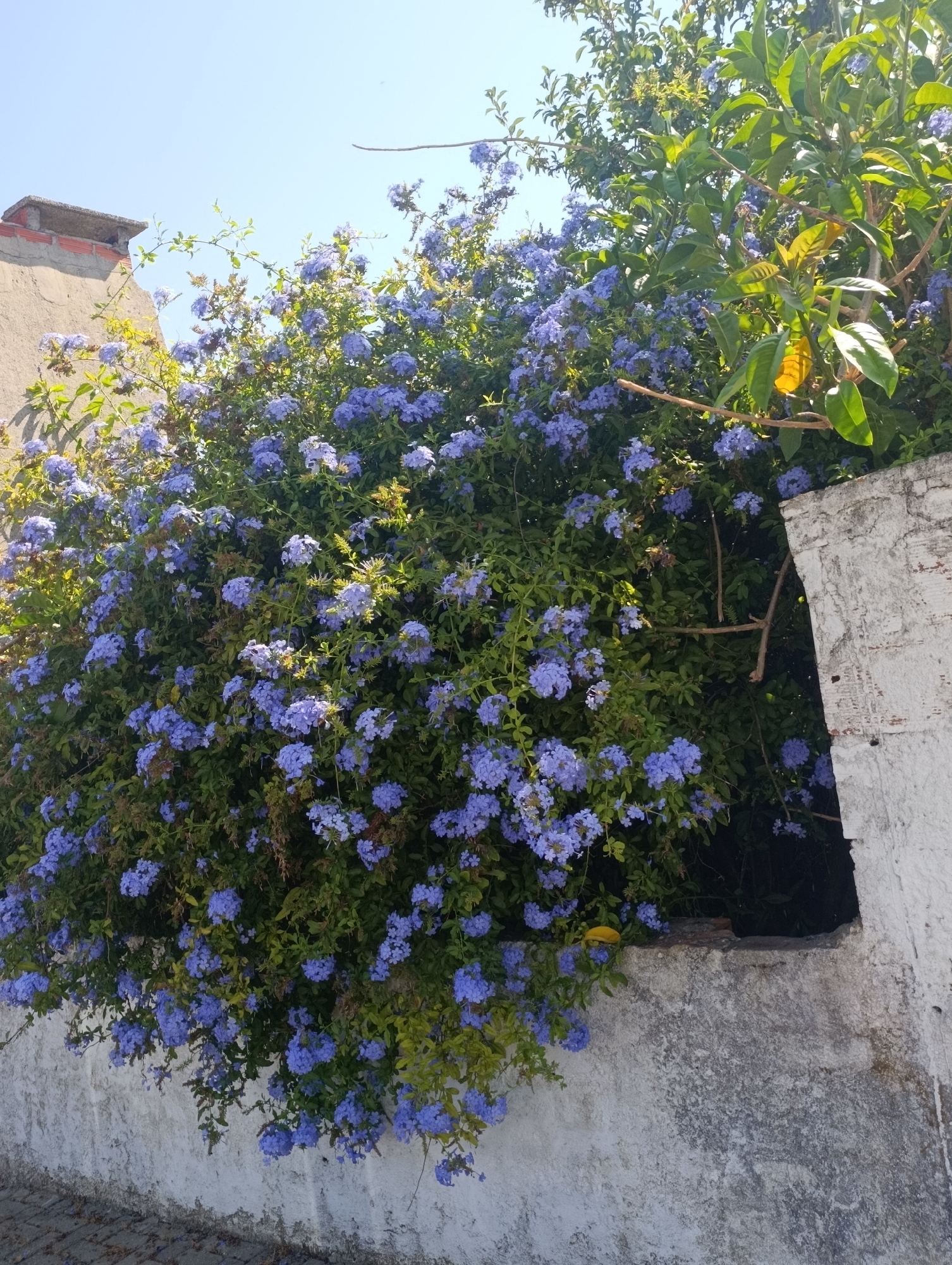 A dense, flowering bush with small, clustered blue flowers and green leaves cascades over a white, textured wall. The bush is partially obscuring a darker recess in the wall. To the left of the bush, a portion of a building with a chimney, constructed with gray stucco and red brick accents, is visible against a clear, pale blue sky. The ground in the foreground is paved with gray cobblestones. The scene is lit by bright sunlight, casting subtle shadows. The image appears to be taken outdoors in an urban or semi-urban setting, possibly a street or courtyard in Pinhal Novo, Portugal, given the architectural style and flora. There are no people or animals visible in the frame.