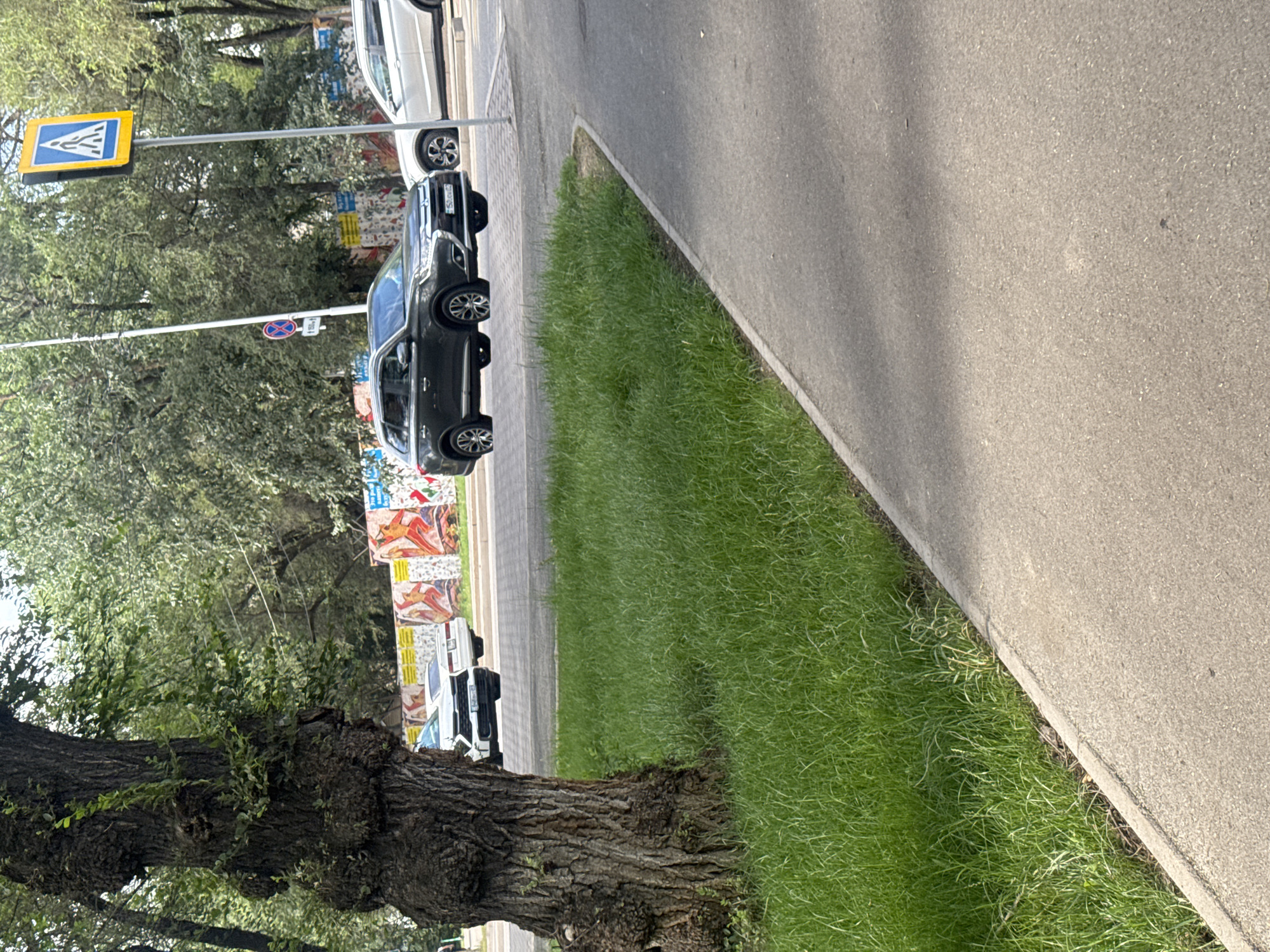A wide shot captures a street scene in Almaty, Kazakhstan, dominated by a large, textured tree trunk on the left. The tree, with its gnarled bark and lush green leaves, partially obscures the background. Beyond the tree, a road is visible, with several cars on it. A dark grey SUV, possibly a Mitsubishi Outlander, is in the mid-ground, driving on the road. To its right, a white SUV is also present. Further back, a white sedan is parked. A pedestrian crossing sign, a yellow square with a blue border and a white silhouette of a pedestrian, stands tall on a metal pole. A smaller red and white circular traffic sign is also visible. The background features a mural or artwork on a wall, with figures in red and orange. Green grass lines the side of the road, separating it from a paved pathway. The overall environment suggests a sunny day in a urban setting.