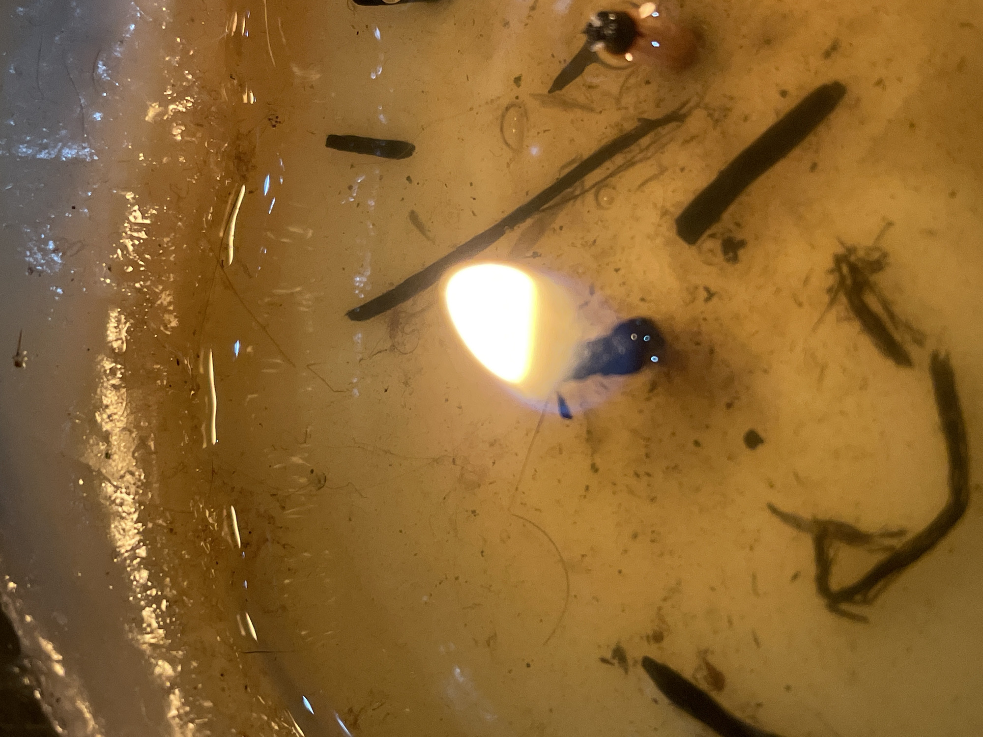 The image shows a close-up view of a partially melted candle. The wax pool is filled with debris, including dark, slender objects that appear to be small twigs or plant matter, as well as other unidentifiable particulates. A lit candle wick is visible in the center, with a bright yellow and white flame. The wax appears yellowish-brown and semi-transparent, with streaks indicating a liquid state. The photograph does not contain any information to determine the location in the city of Denpasar, Indonesia.