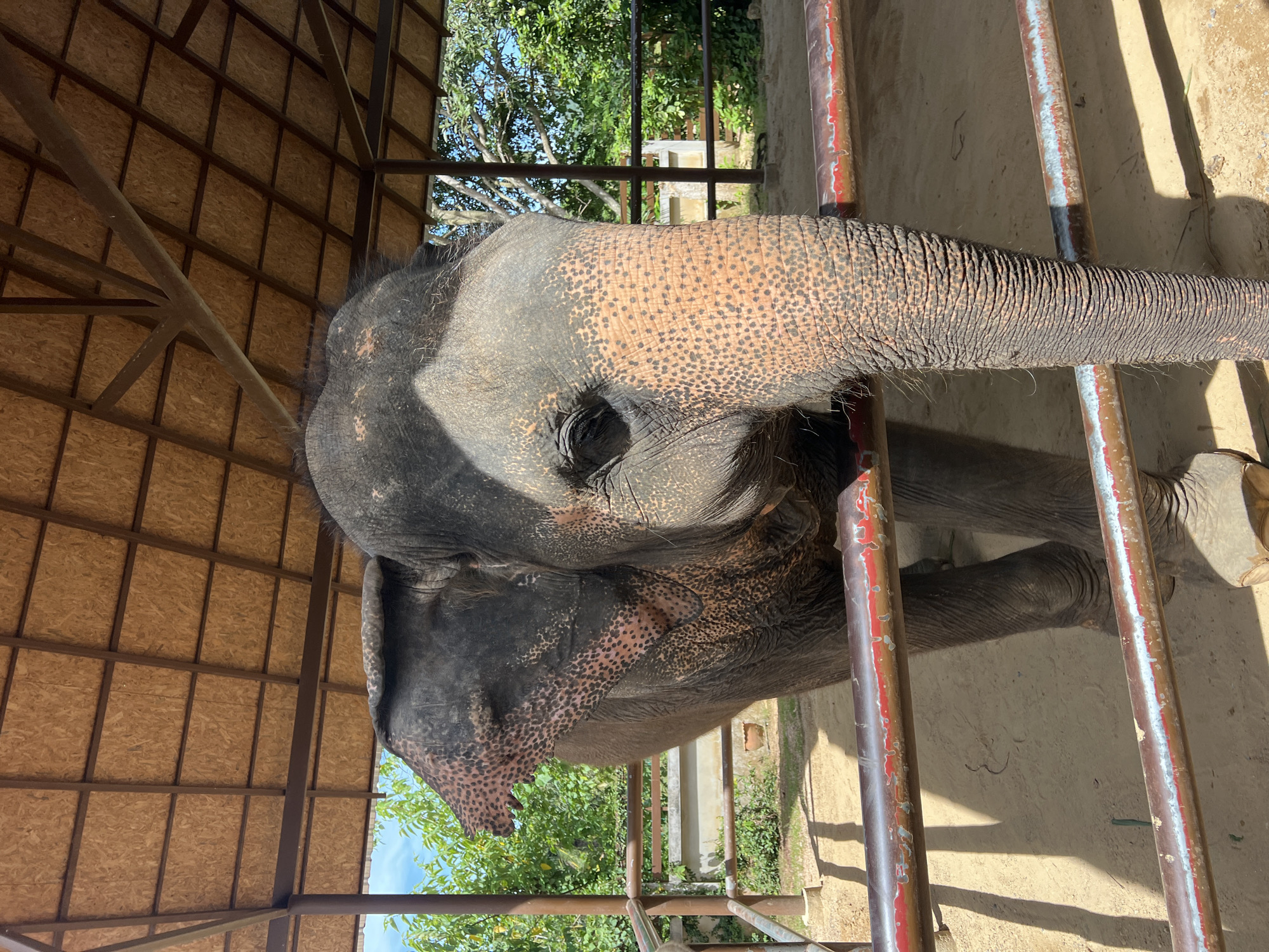 A close-up, eye-level shot shows the head and upper body of an elephant in an outdoor enclosure. The elephant's large, wrinkled trunk fills the right side of the frame, extending towards the viewer. Its right eye is visible, and the skin on its face is a mix of dark grey and pinkish-orange with dark spots. The elephant's large ear, with its distinctive shape and dotted texture, is visible on the left side of its head.
The elephant stands behind two horizontal metal bars, painted red and white with signs of wear. The ground in the enclosure is sandy and appears to be dirt. Behind the elephant, there is a structure with a wooden roof supported by metal beams. Beyond the enclosure, lush green trees and foliage are visible under a bright blue sky with scattered clouds. The scene is illuminated by natural daylight, casting shadows on the ground. The location is identified as Baan Thurian, Thailand.