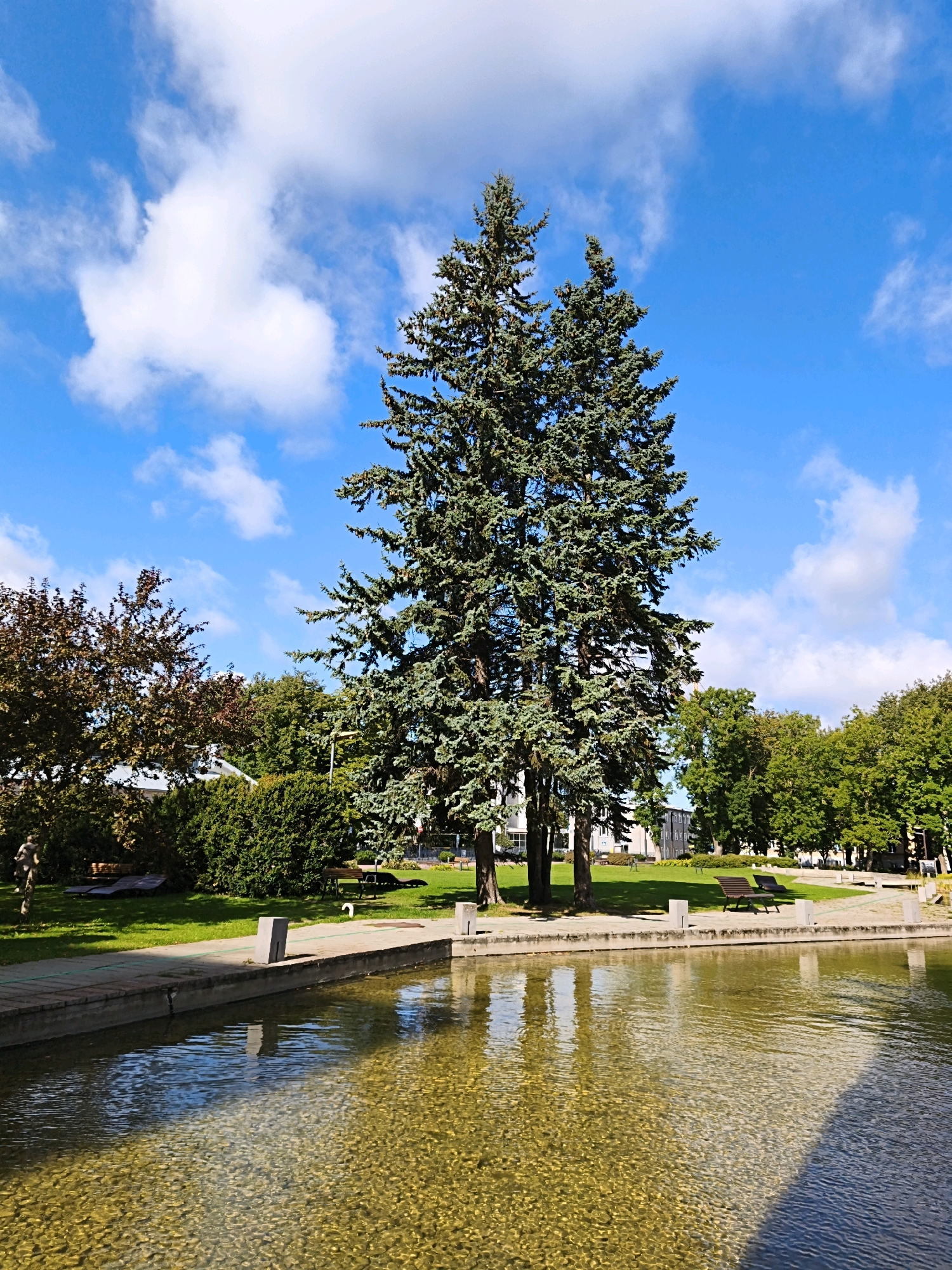 The image shows a park with a pond in the foreground and a large fir tree in the center. The pond has clear, shallow water with a gravel bottom. The park has a paved walkway around the pond, with benches and lounge chairs on the grass. There are also several other trees and bushes in the park, as well as a few buildings in the background. The sky is blue with some white clouds. The image appears to have been taken on a sunny day. This scene is located in Tallinn, Estonia.