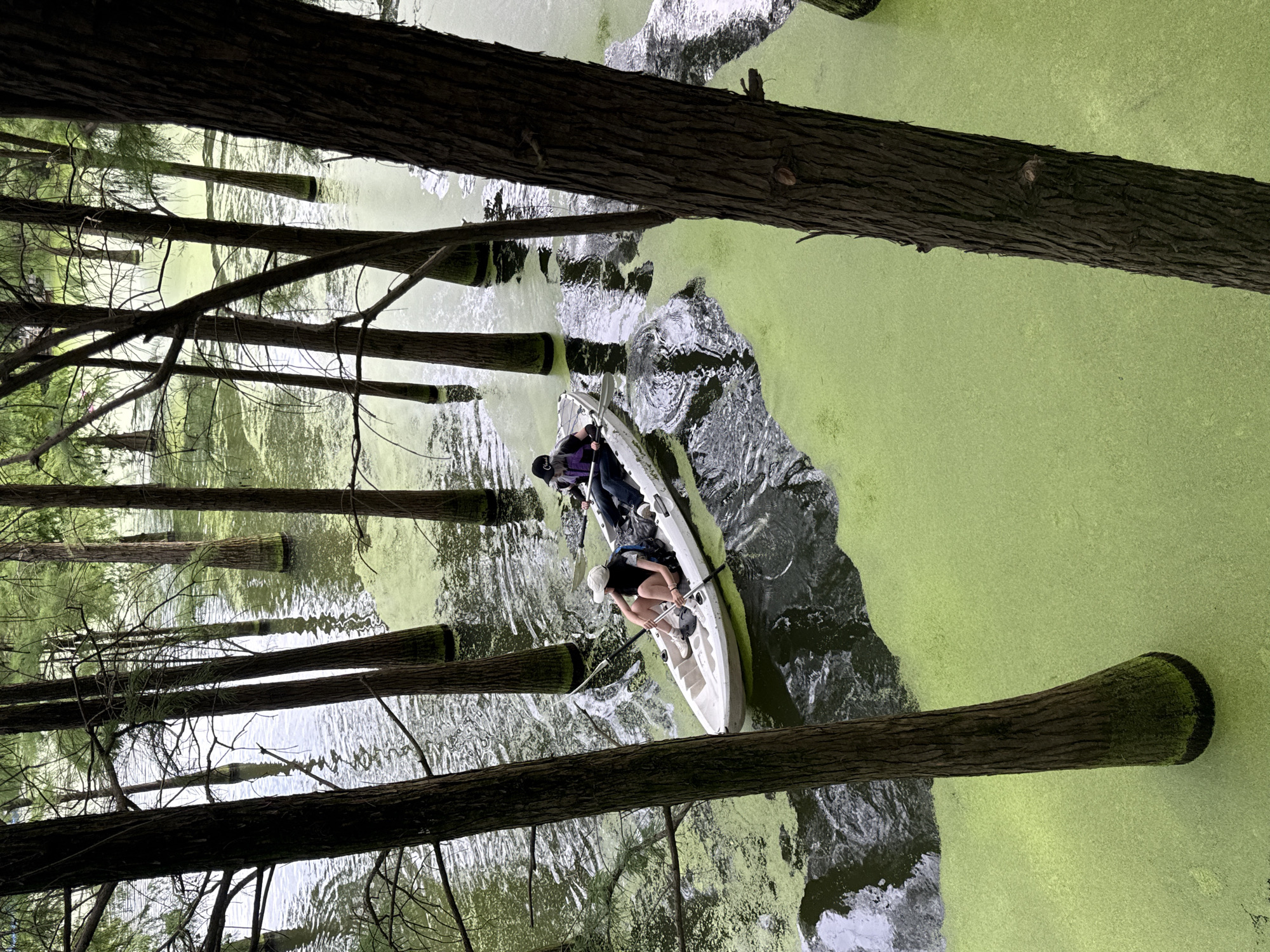 Two individuals are seated in a white kayak, navigating through a body of water covered in a thick layer of green algae. The kayak is positioned towards the left side of the frame, with one person in the front and the other in the back. Both individuals appear to be wearing hats and casual clothing. The water is surrounded by numerous tall, thin trees that rise directly from the water, their trunks appearing dark and textured. The environment suggests a natural setting, possibly a lake or swamp, with reflections visible on the water's surface. The presence of the kayak and people indicates recreational activity. The scene is observed from a high vantage point, looking down into the water and between the trees.