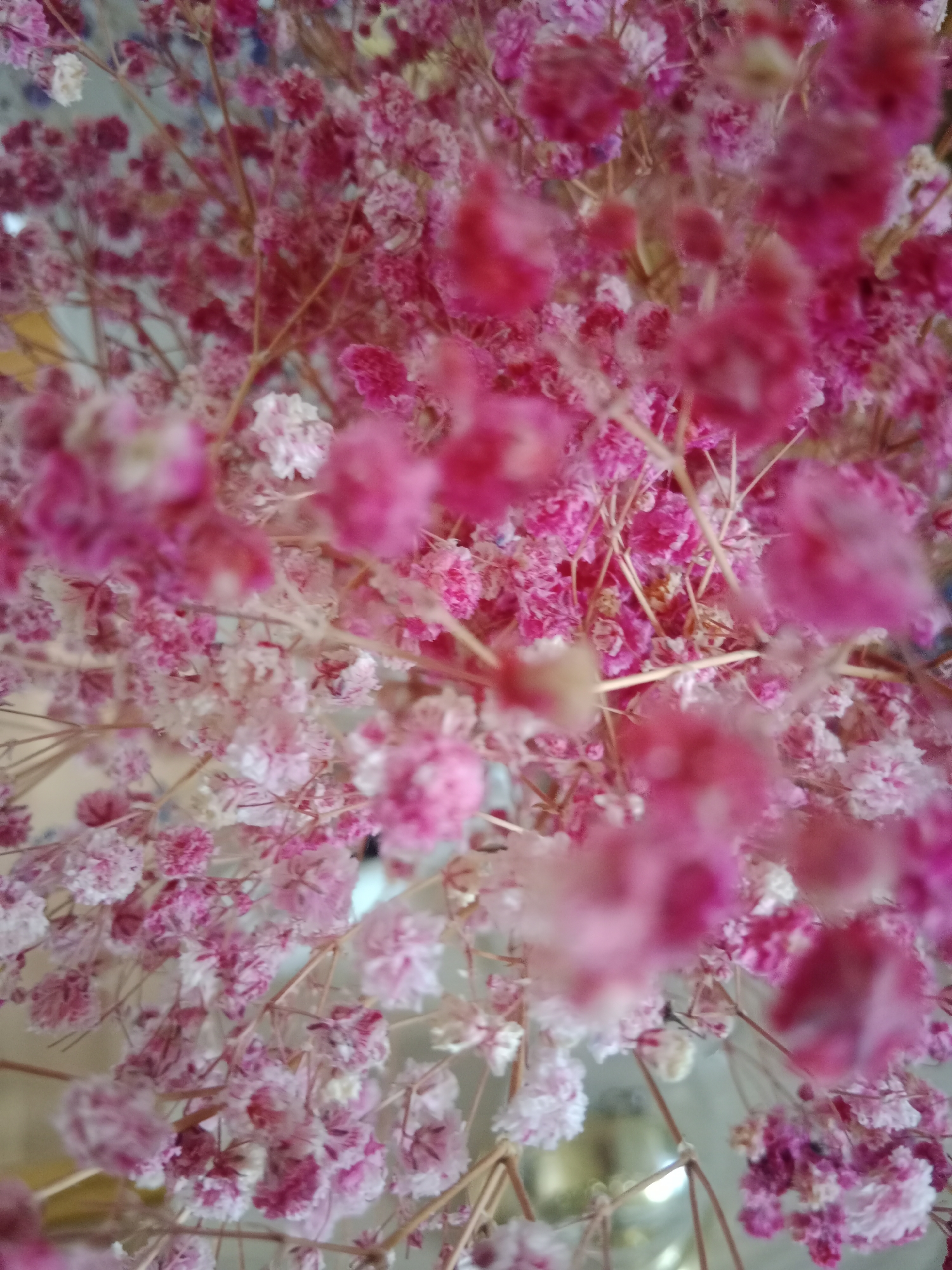 The media file is a close-up, top-down view of a large cluster of small, delicate pink and white flowers, likely baby's breath or a similar variety. The flowers are densely packed on thin, woody stems, creating a soft, fluffy texture. Some flowers are a vibrant fuchsia pink, while others are a lighter pink and white, with a range of shades in between. The depth of field is shallow, with some flowers in sharp focus and others blurred, particularly those in the foreground and background, giving a dreamy, ethereal quality. The lighting appears to be bright, possibly natural light, illuminating the vibrant colors of the flowers. There are no people or specific objects visible, only the floral arrangement. The setting is not clearly defined, but the focus is entirely on the flowers. No text is visible in the image. The overall impression is one of delicate beauty and natural abundance. The context provided places this scene in Bydgoszcz, Poland, suggesting a potential natural or decorative floral display within that location.