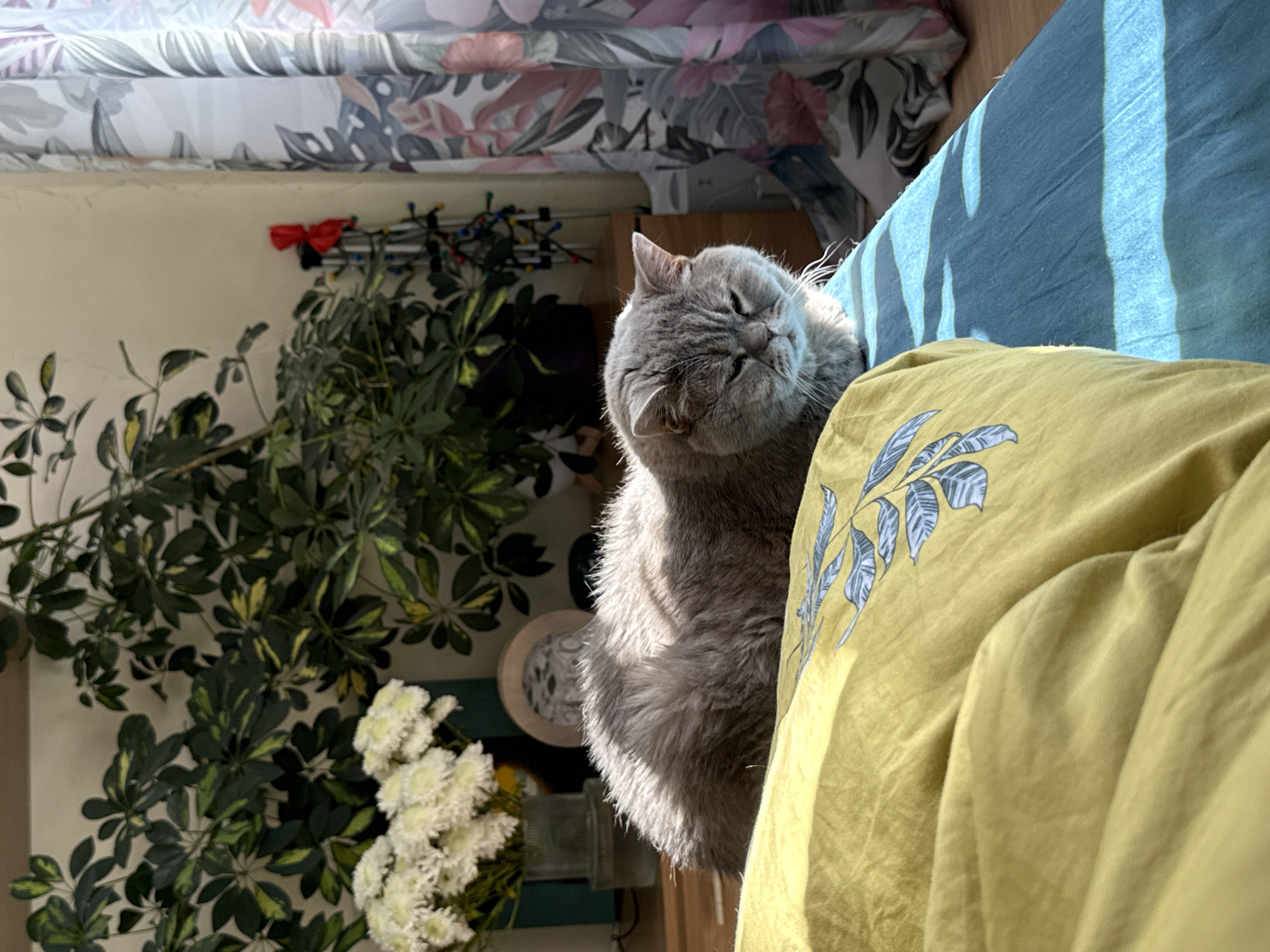 A gray cat is nestled between a yellow pillow and a blue comforter. A leafy plant and white flowers are situated to the left of the cat. A white and gray floral patterned fabric is draped overhead. A shelf with decorative items is partially visible behind the plant. The location is Saint Petersburg, Russia.