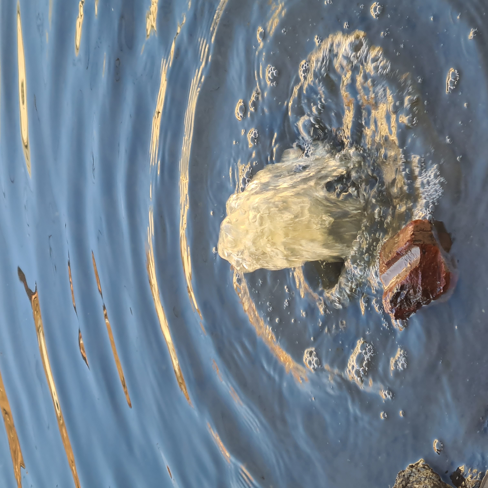 A close-up shot focuses on a fountain of water erupting from a dark body of water, possibly a canal or river. The water column is a translucent, yellow-tinted stream, creating ripples and bubbles as it interacts with the surface. A reddish-brown, rectangular object, possibly a brick, rests partially submerged in the water to the left of the fountain, appearing wet and weathered. The surrounding water is dark, with reflections of golden light shimmering on its surface, suggesting either sunlight or artificial lighting. The scene appears to be outdoors, with no visible human presence or surrounding structures, making it impossible to definitively determine the location within Astrakhan, Russia. The overall impression is one of a dynamic natural or man-made water feature in an aquatic environment.