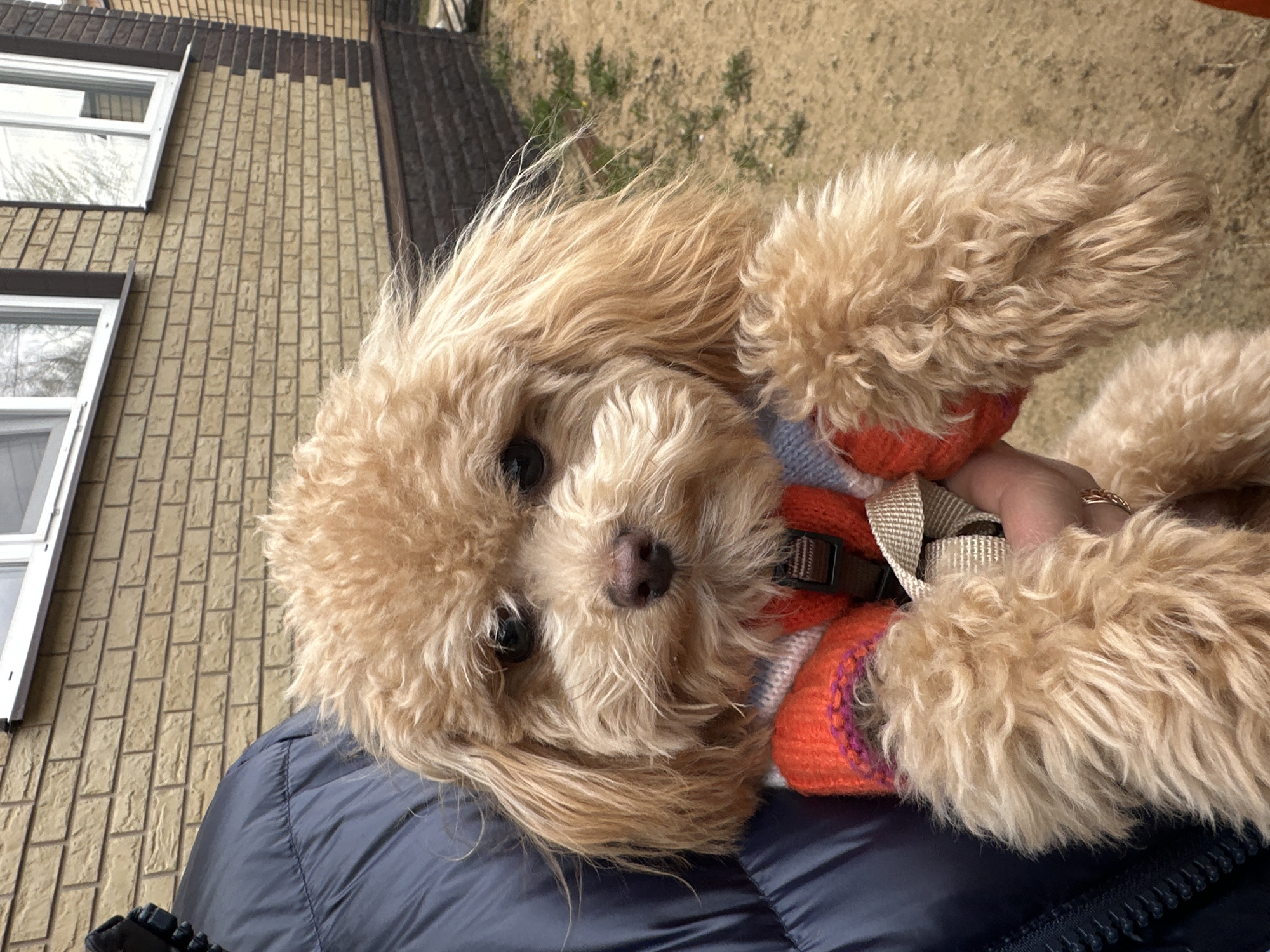 A tan-colored poodle wearing an orange and blue sweater with a tan-colored harness lies on top of a blue puffy coat. The dog is facing the camera. In the background is a light-colored brick building with white windows. Beyond the building is a glimpse of green foliage. The location is слобода Старая, Russia.