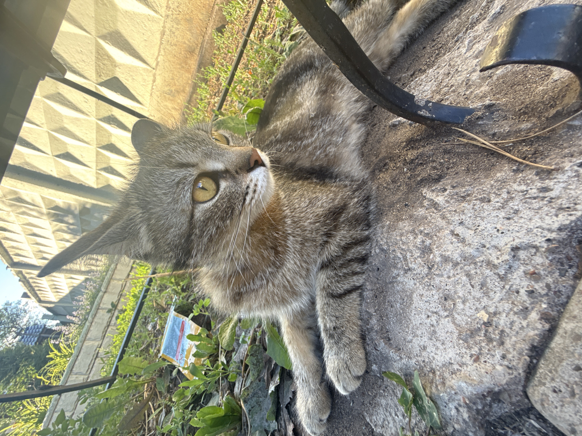 A juvenile tabby cat with striking yellow eyes is lying on a concrete surface outdoors, with its body angled towards the right of the frame. The cat is predominantly gray with darker tabby markings on its fur, and its ears are pointed upwards. In the background, a textured concrete fence with a diamond pattern runs horizontally, illuminated by bright sunlight, casting geometric shadows. Green foliage and some dry leaves are visible scattered around the cat and on the ground. A small, colorful object, possibly a wrapper, lies amongst the greenery to the left. A dark, curved metal object, part of what appears to be outdoor furniture, is in the foreground and partially obscures the cat's body. The scene suggests a sunny outdoor environment, likely a backyard or patio area in the city of Orenburg, Russia.