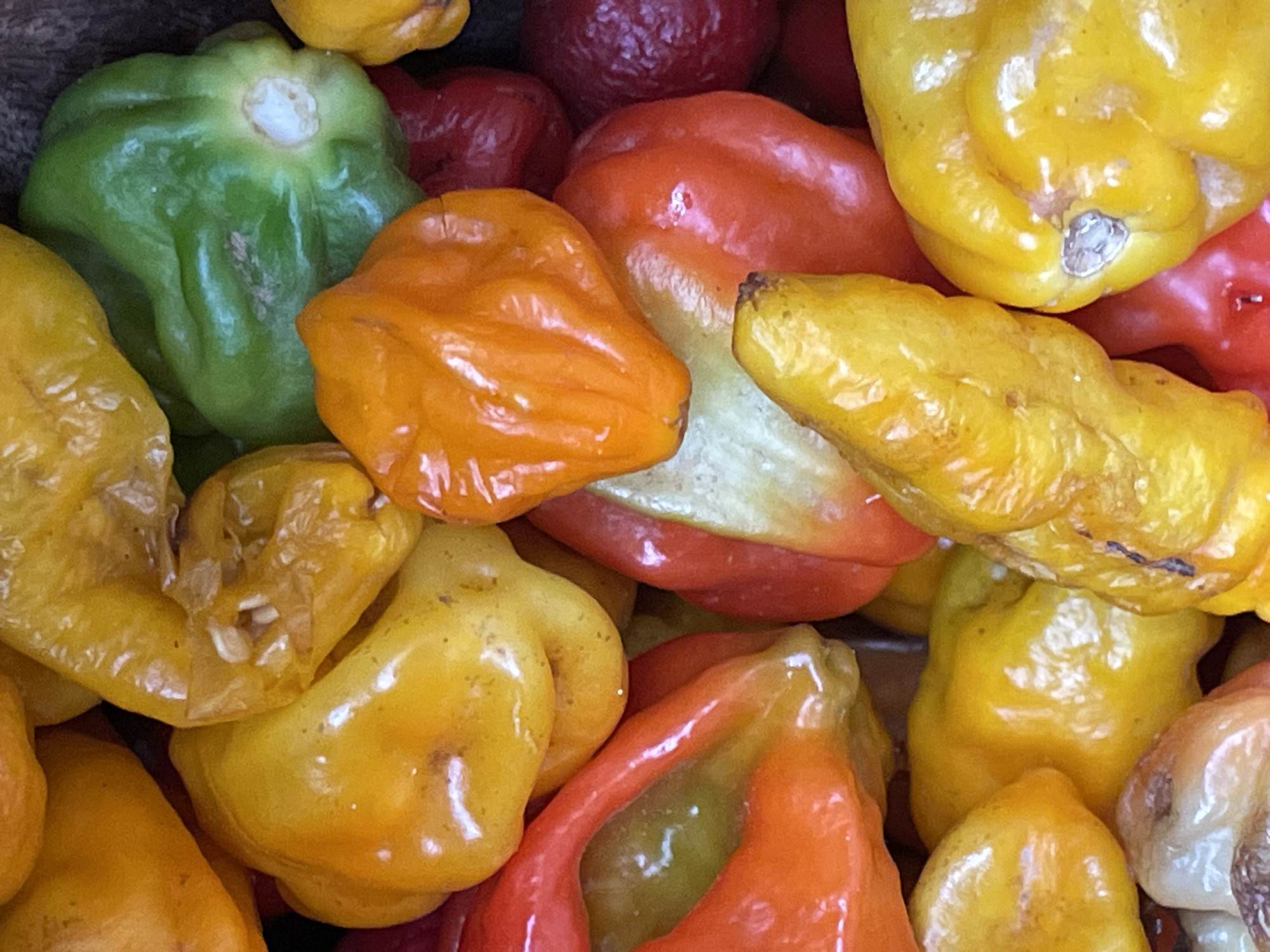A close-up, overhead shot reveals a vibrant, tightly packed assortment of various hot peppers. The dominant colors are bright yellow and vivid orange, interspersed with fresh green and deep red or maroon peppers. These are small, irregularly shaped peppers, consistent with varieties like Habaneros or Scotch Bonnets, known for their distinct heat and fruity flavor.
The peppers are piled together, showcasing their natural, slightly bumpy or wrinkled textures. Some peppers show remnants of their calyx (stem end), indicating their freshness. Minor blemishes and variations in skin texture are visible on several peppers, suggesting they are natural produce.
There is no explicit activity taking place, but the arrangement implies a recent harvest, preparation for cooking, or display at a market stall. The image is a static still life focusing entirely on the colorful produce. No people or visible text are present. Given the location context of Jos, Nigeria, these are likely local varieties of hot peppers commonly used in regional cuisine. The scene emphasizes the rich colors and organic quality of the peppers.