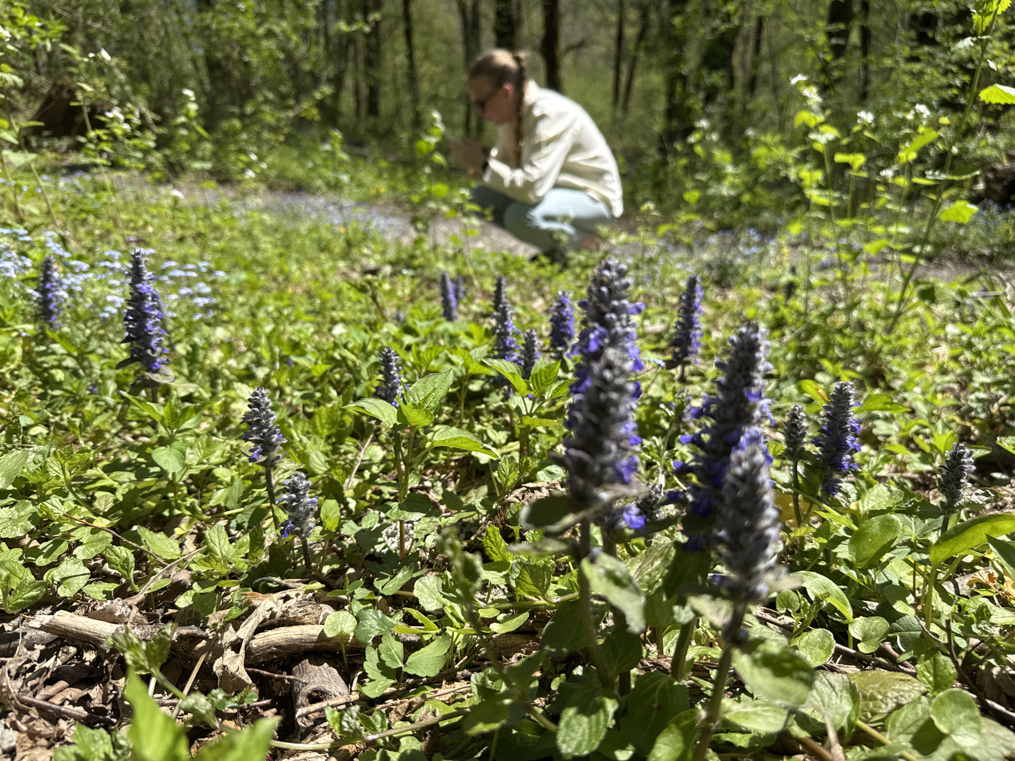 The image shows a person squatting in a forest clearing, with a focus on the ground covered in greenery and purple flowers. The person in the background is wearing a light-colored shirt and blue pants, with their hair pulled back. They appear to be looking at or interacting with something on the ground. In the foreground, several clusters of green plants with tall spikes of purple flowers dominate the view. The ground is also littered with dry leaves and small twigs. The background shows a dense forest with trees. The location is unknown.