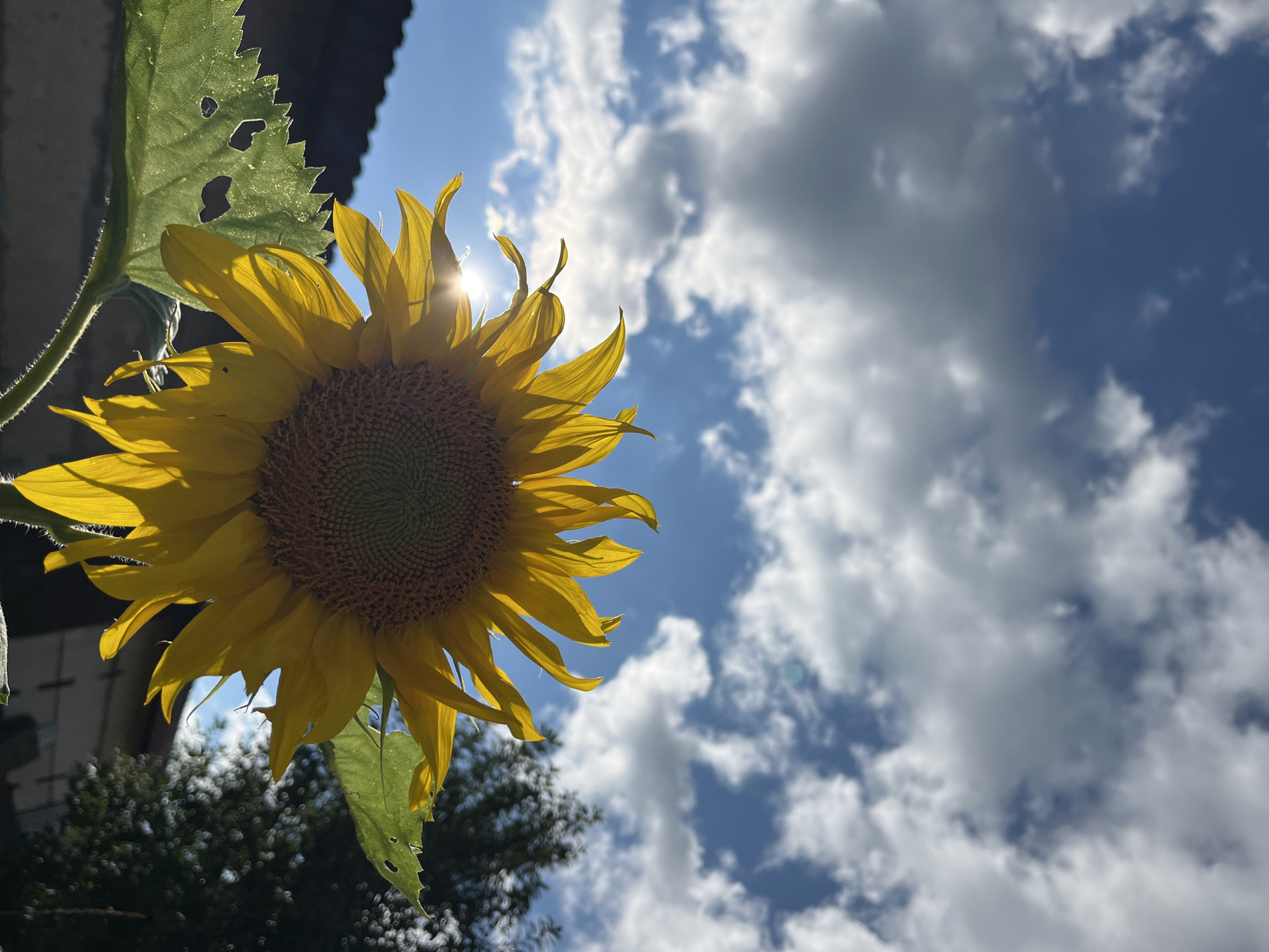 A single sunflower is pictured against a bright blue sky dotted with fluffy white clouds. The sun's rays peek through the sunflower's yellow petals, creating a lens flare effect. The sunflower is in focus, with its seed head and vibrant petals clearly visible. The background is slightly blurred, showing the dark silhouettes of trees and a hint of a roofline, suggesting an outdoor setting, possibly in a residential area. The image appears to have been taken during daylight hours, with good natural lighting. The location is specified as Chaikovsky, Russia.