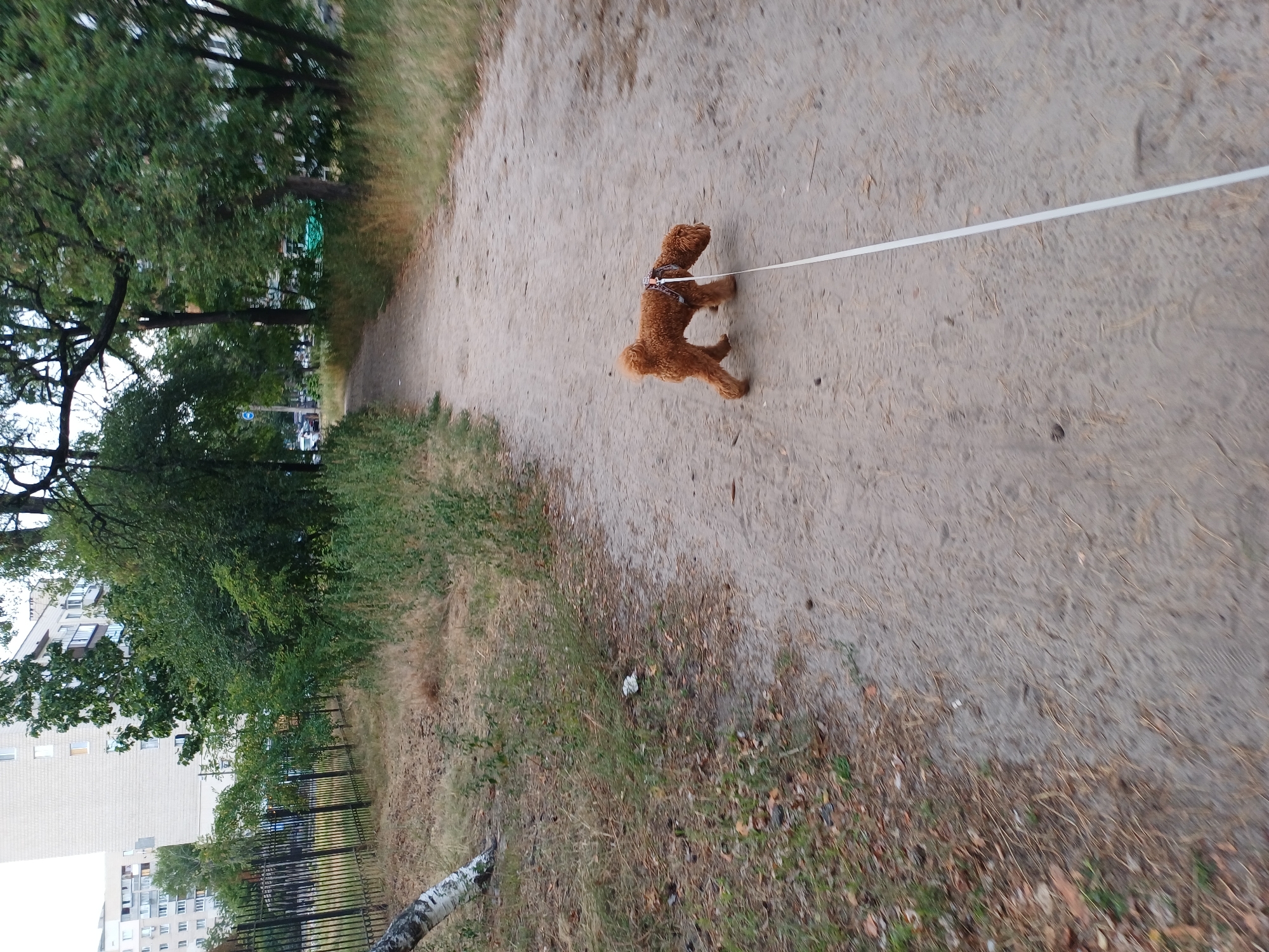 A medium shot captures a brown poodle being walked on a leash along a sandy path in a park. The dog, wearing a harness, is facing away from the camera, looking down towards the path. The path is a dirt road, partially covered with dry grass and fallen leaves, and it curves gently to the right, disappearing into the distance. On the left side of the path, a black metal fence runs alongside, bordering a grassy area with a fallen tree trunk in the foreground. Beyond the fence, tall buildings, characteristic of Kyiv, Ukraine, are visible, including a tall, light-colored apartment building with many windows and balconies. The background consists of lush green trees and foliage, suggesting a park setting within an urban environment. The overall lighting indicates it is daytime.