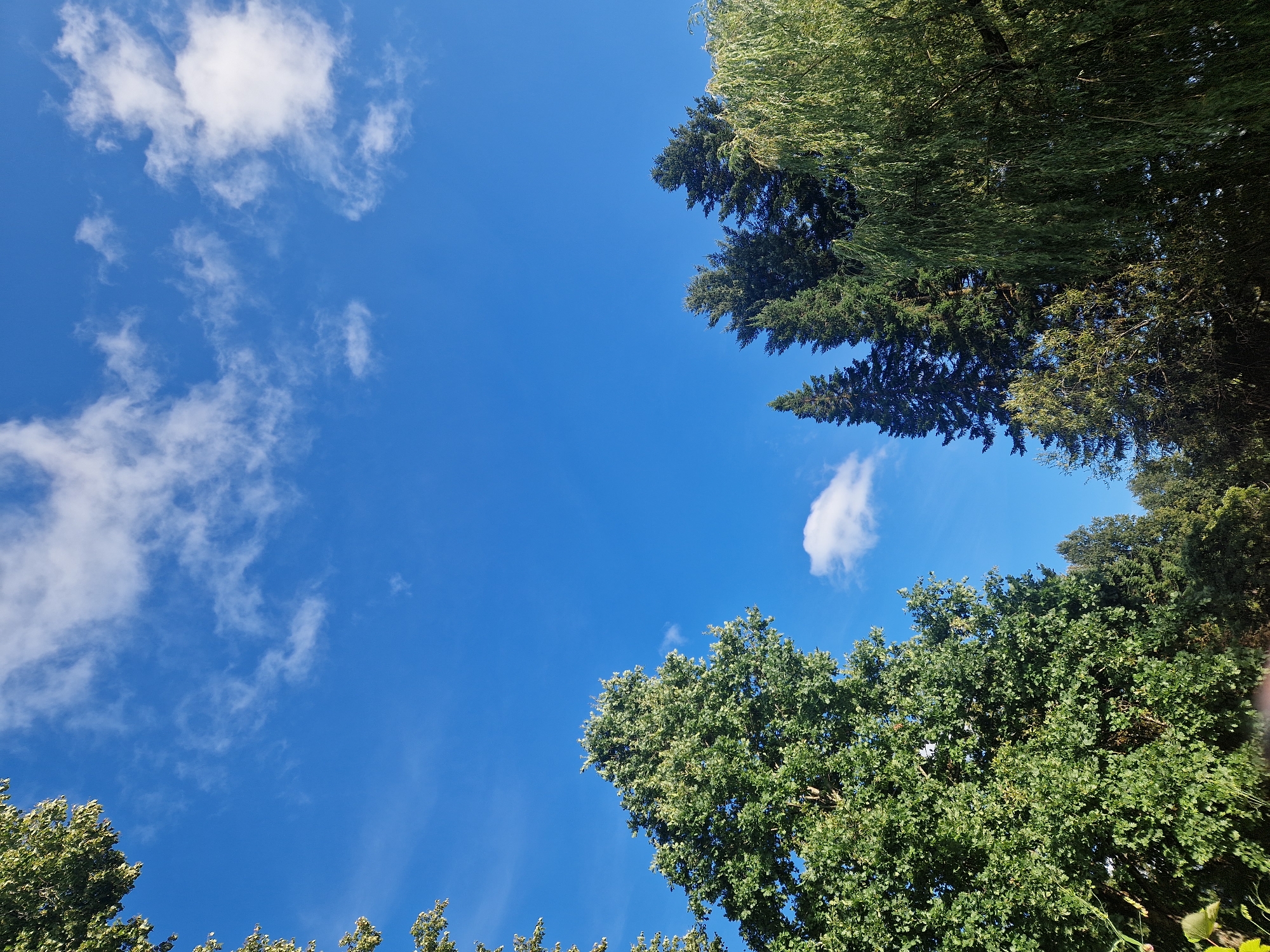 A low-angle shot captures a bright blue sky filled with scattered white clouds. In the foreground, the lush green canopy of several trees dominates the lower half of the frame, their leaves appearing vibrant in the sunlight. From left to right, the trees include a large deciduous tree with broad leaves, several tall, dark green coniferous trees, and a weeping willow with long, trailing branches. The image was taken in Zemkopības institūts, Latvia.