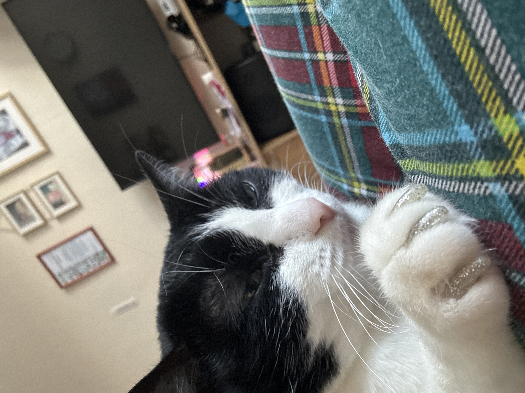A close-up, slightly tilted photograph captures a black and white tuxedo cat resting comfortably indoors. The cat's head, with its distinct white muzzle, pink nose, and long white whiskers, is prominent in the foreground. Its left eye, partially open, shows a hint of green, and its expression appears calm and relaxed.
A notable detail is the cat's front right paw, visible in the lower right of the frame. Each visible claw on this paw is adorned with a shiny, silver-colored, glittery claw cap. The cat is positioned on or next to a soft, plaid fabric, likely a blanket or clothing, which features a pattern of teal green, dark red, yellow, and thin white and light blue stripes.
In the blurred background, a light-colored wall displays several framed pictures of various sizes. Above the cat's head, a large, dark, rectangular object, possibly a television screen, shows a faint, blurred reflection. Other indistinct household items are visible in the background, suggesting an interior setting, likely a home in Chaikovsky, Russia. The image conveys a serene and cozy atmosphere. No visible text is present in the photograph.