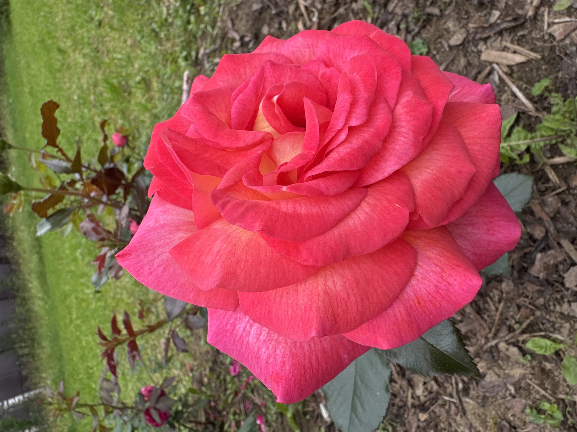 A close-up, eye-level, vertical shot captures a vibrant, fully bloomed pink rose in a garden. The rose is the dominant subject, its petals tightly furled towards the center, displaying shades of deep pink and hints of yellow at its core. The texture of the petals is visible, with delicate lines running through them. To the left of the rose, a dark green leaf is visible, and the surrounding ground is covered with mulch, dirt, and a few small green sprouts. In the background, blurred green grass and foliage suggest a natural outdoor setting. The scene is likely located in a garden or park within Steklyannyi, Russia.
